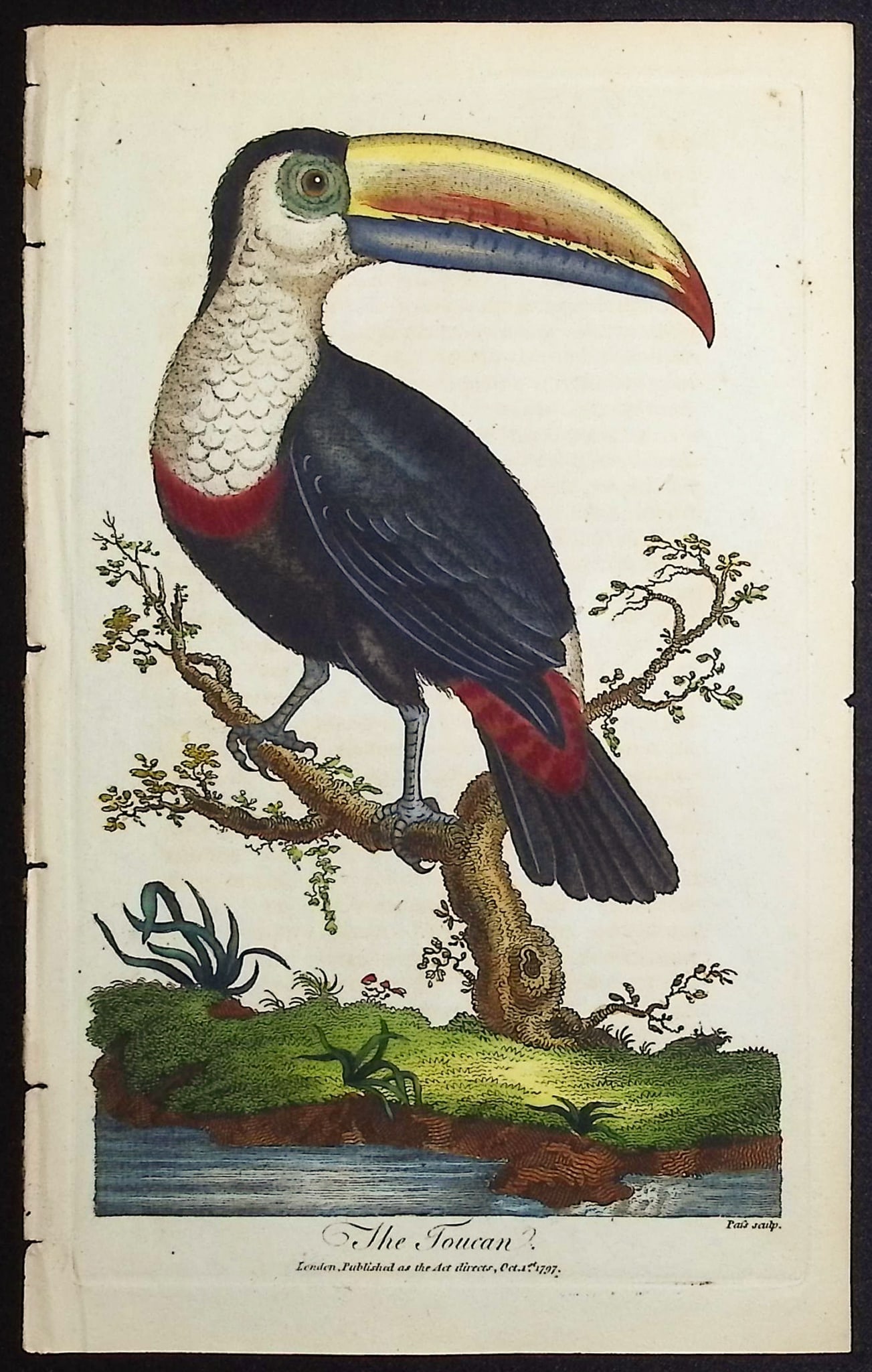 Linnaeus & Sibly - The Toucan: This scarce first edition engraving is from Sir Charles Linnaeus & Ebenezer Sibley's A Genuine and Universal System of Natural History... or Magazine of Natural History. The work was published in Lond