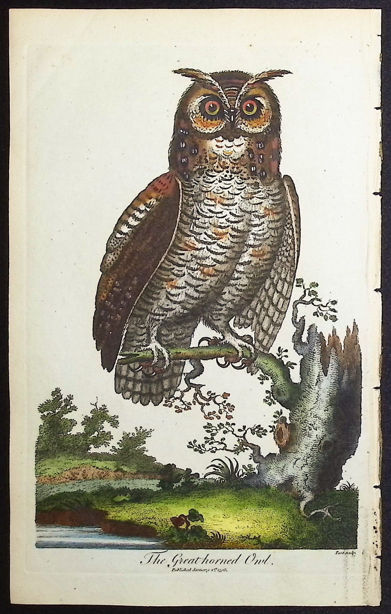 Linnaeus & Sibly - The Great Horned Owl: This scarce first edition engraving is from Sir Charles Linnaeus & Ebenezer Sibley's A Genuine and Universal System of Natural History... or Magazine of Natural History. The work was published in Lond