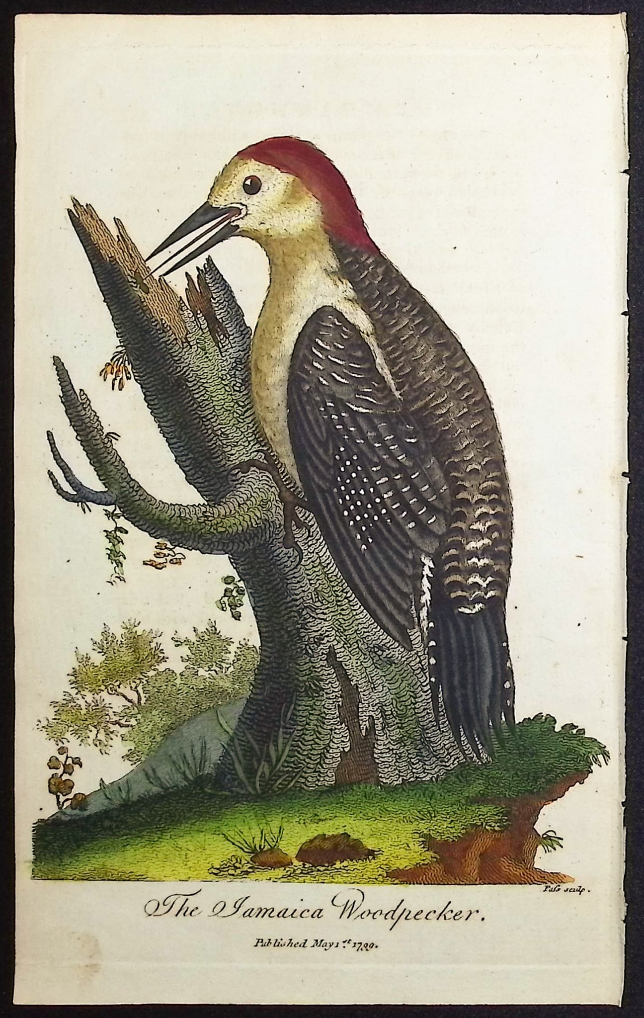 Linnaeus & Sibly - The Jamaica Woodpecker: This scarce first edition engraving is from Sir Charles Linnaeus & Ebenezer Sibley's A Genuine and Universal System of Natural History... or Magazine of Natural History. The work was published in Lond
