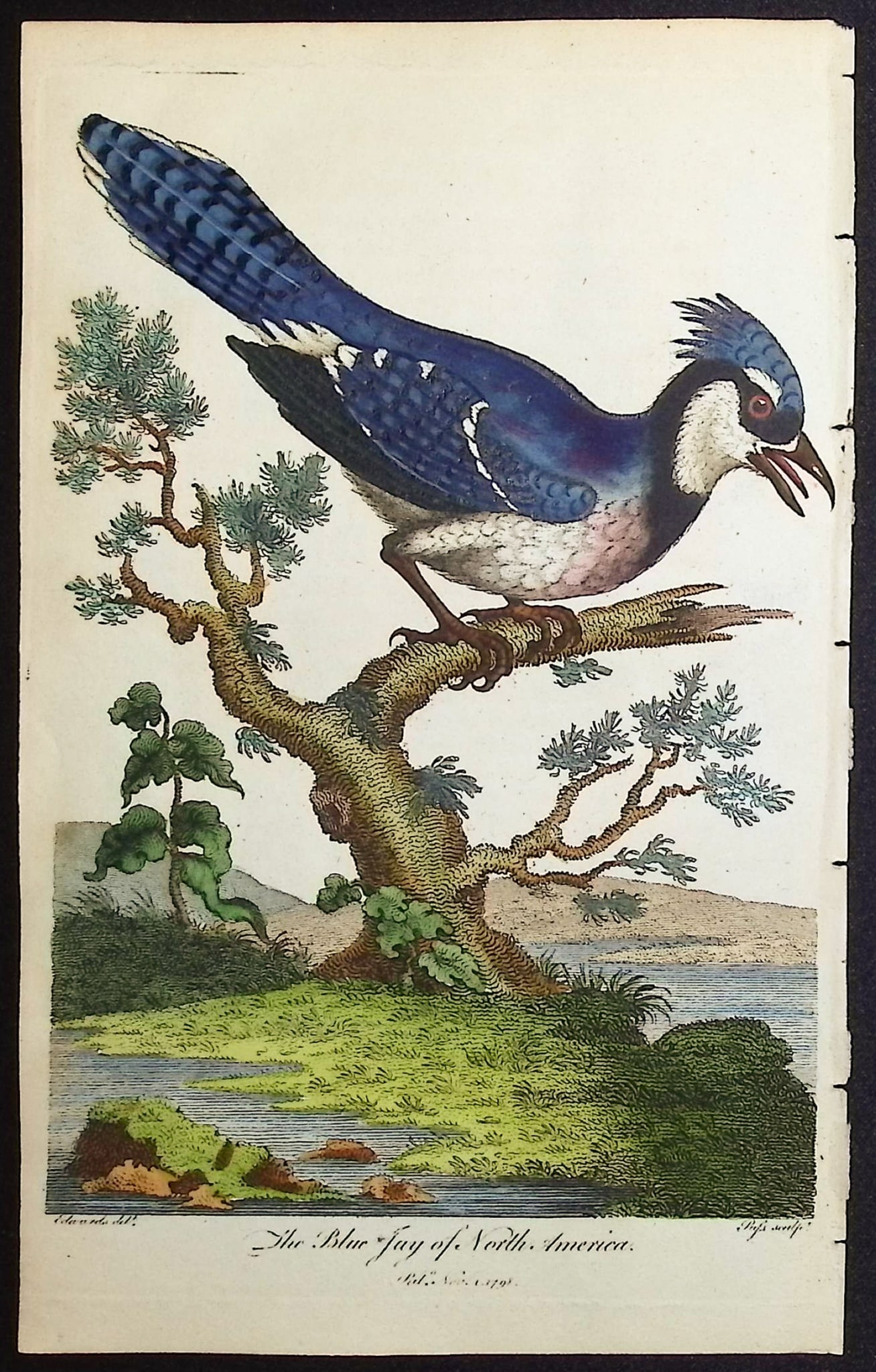 Linnaeus & Sibly - The Blue Jay of North America: This scarce first edition engraving is from Sir Charles Linnaeus & Ebenezer Sibley's A Genuine and Universal System of Natural History... or Magazine of Natural History. The work was published in Lond