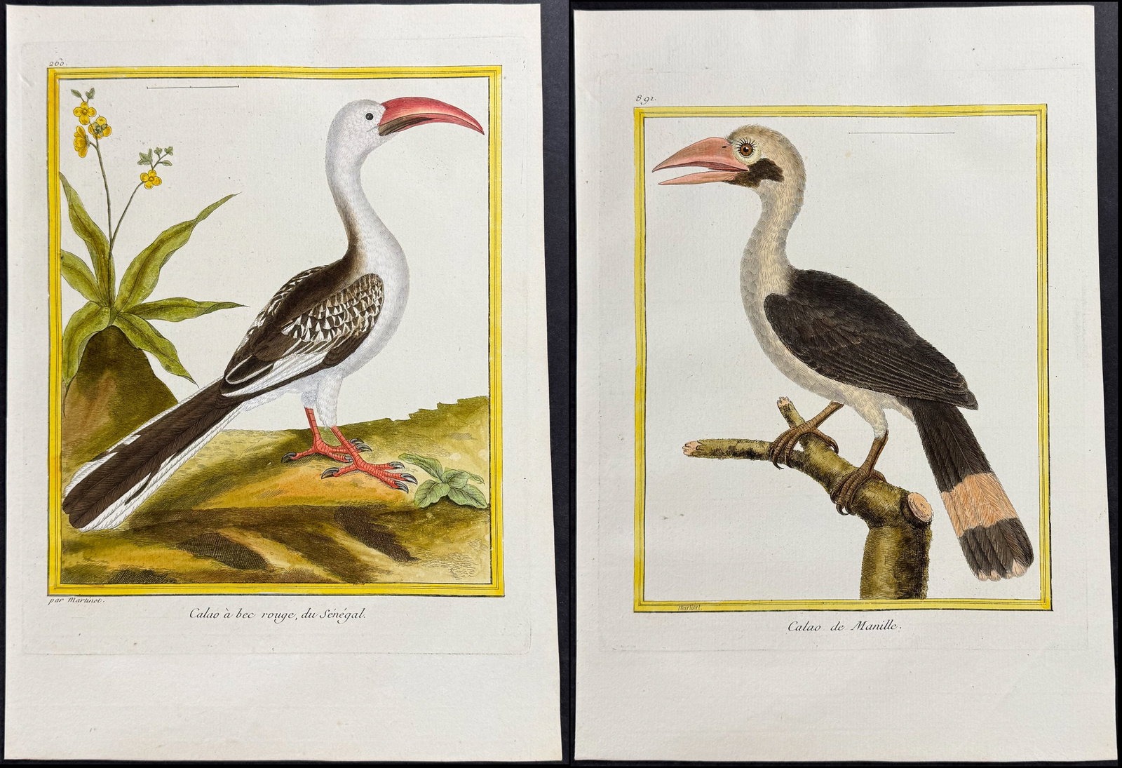 Martinet & Buffon - Pair of Hornbill Engravings (1 of 3)