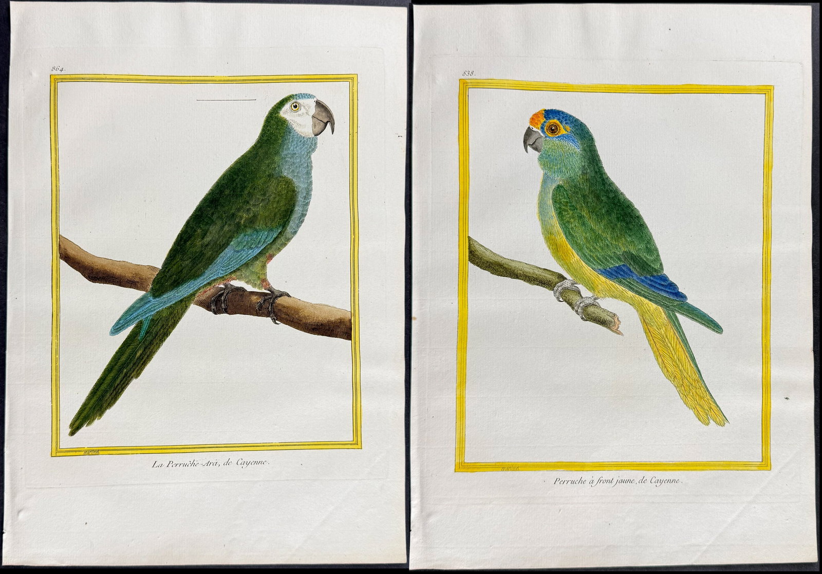 Martinet & Buffon - Pair of Parrot Engravings: This originally hand-colored engraving is from Georges-Louis Leclerc de Buffon & Francois-Nicolas Martinet's work entitled Histoire Naturelle des Oiseaux. It was published in Paris by Imprimerie Royal