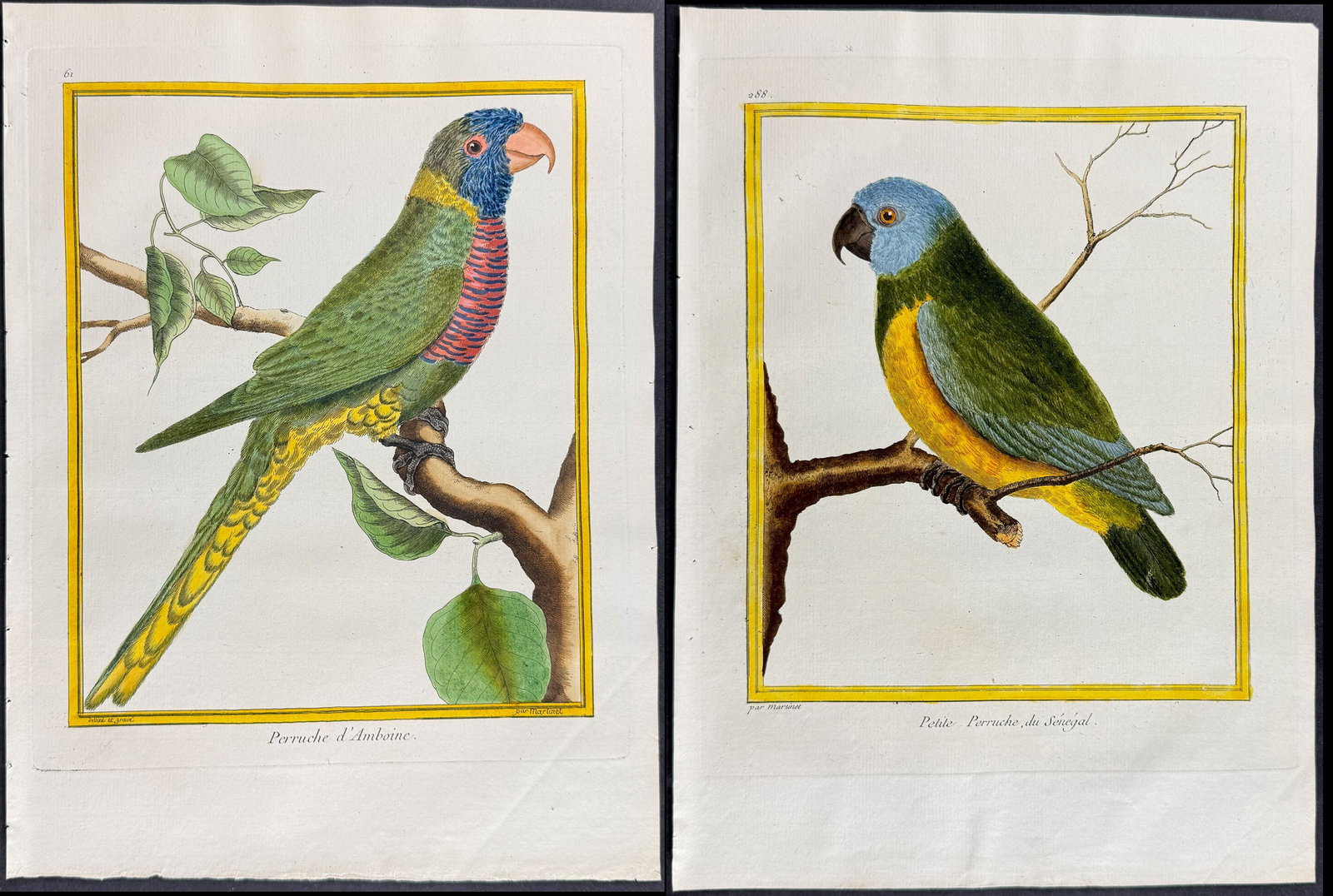 Martinet & Buffon - Pair of Parrot Engravings (1 of 3)