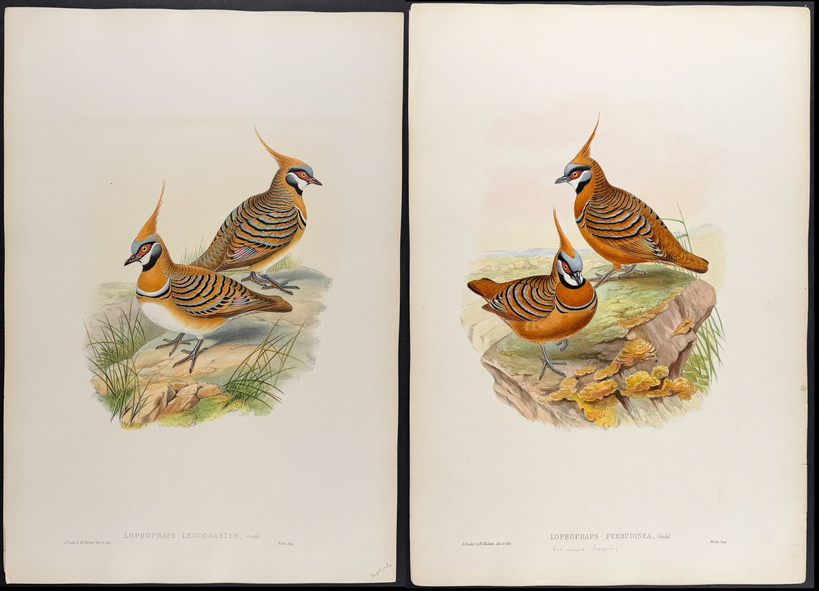 Gould, Asia - Pair of Bronzewing Lithographs (1 of 3)