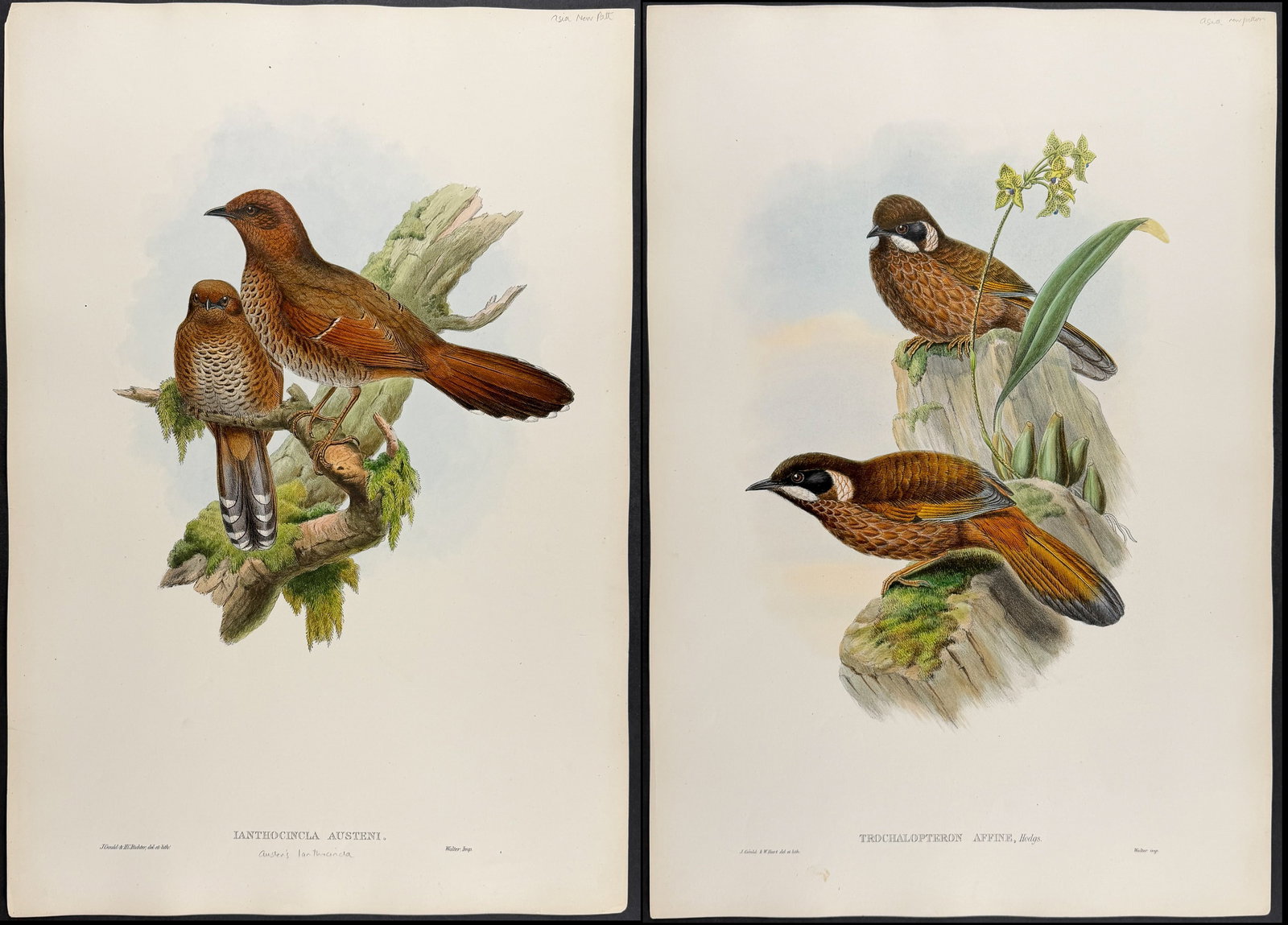 Gould, Asia - 3 Bird Lithographs: Laughingthrush, Ianthocincla (1 of 4)