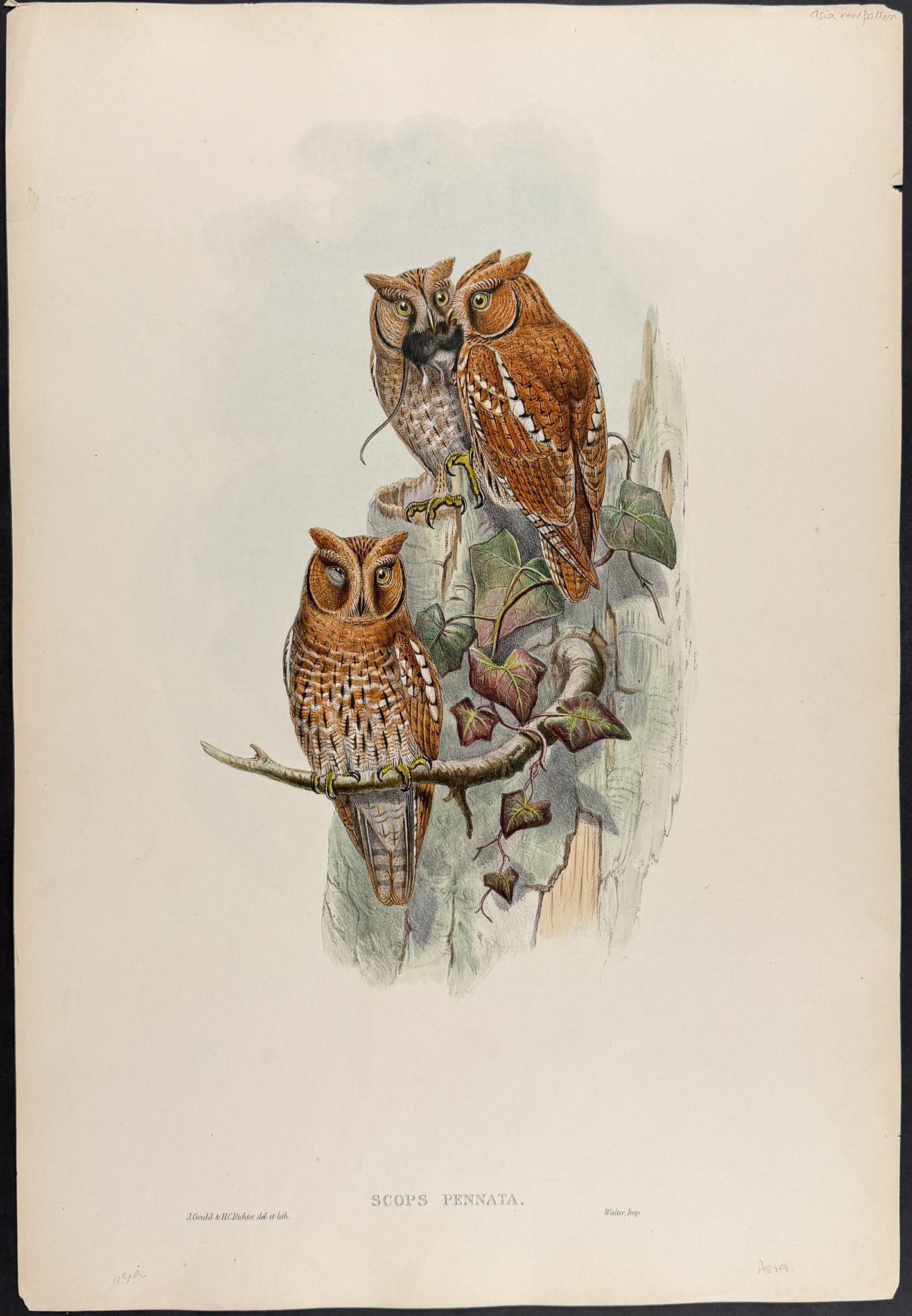 Gould, Asia - Indian Scops Owl [Scops Pennata] (1 of 1)