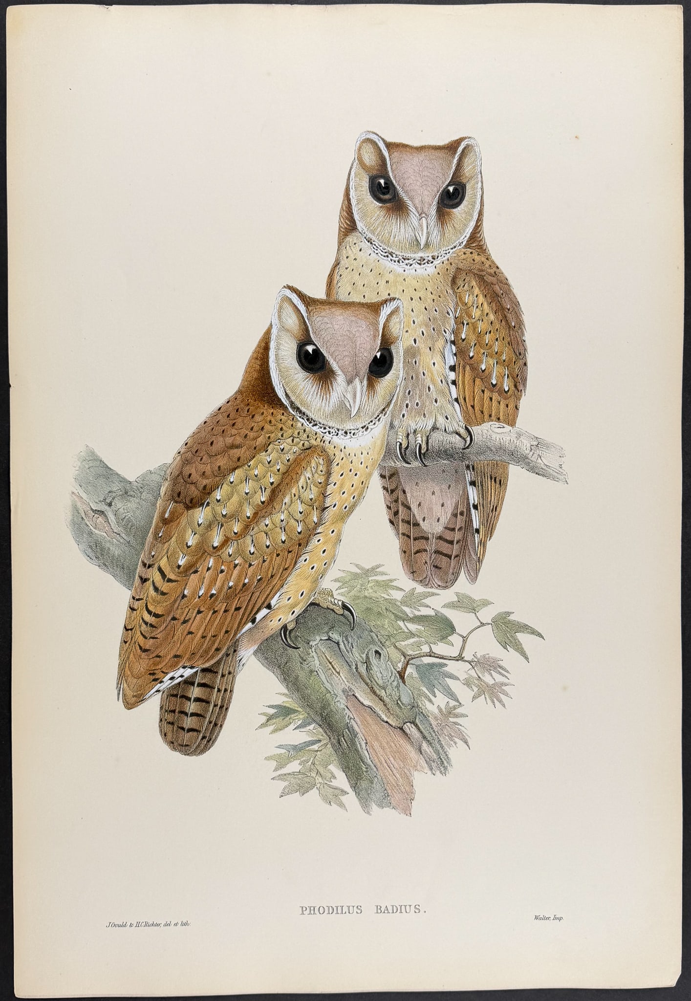 Gould, Asia - Oriental Bay Owl [Phodilus Badius] (1 of 1)