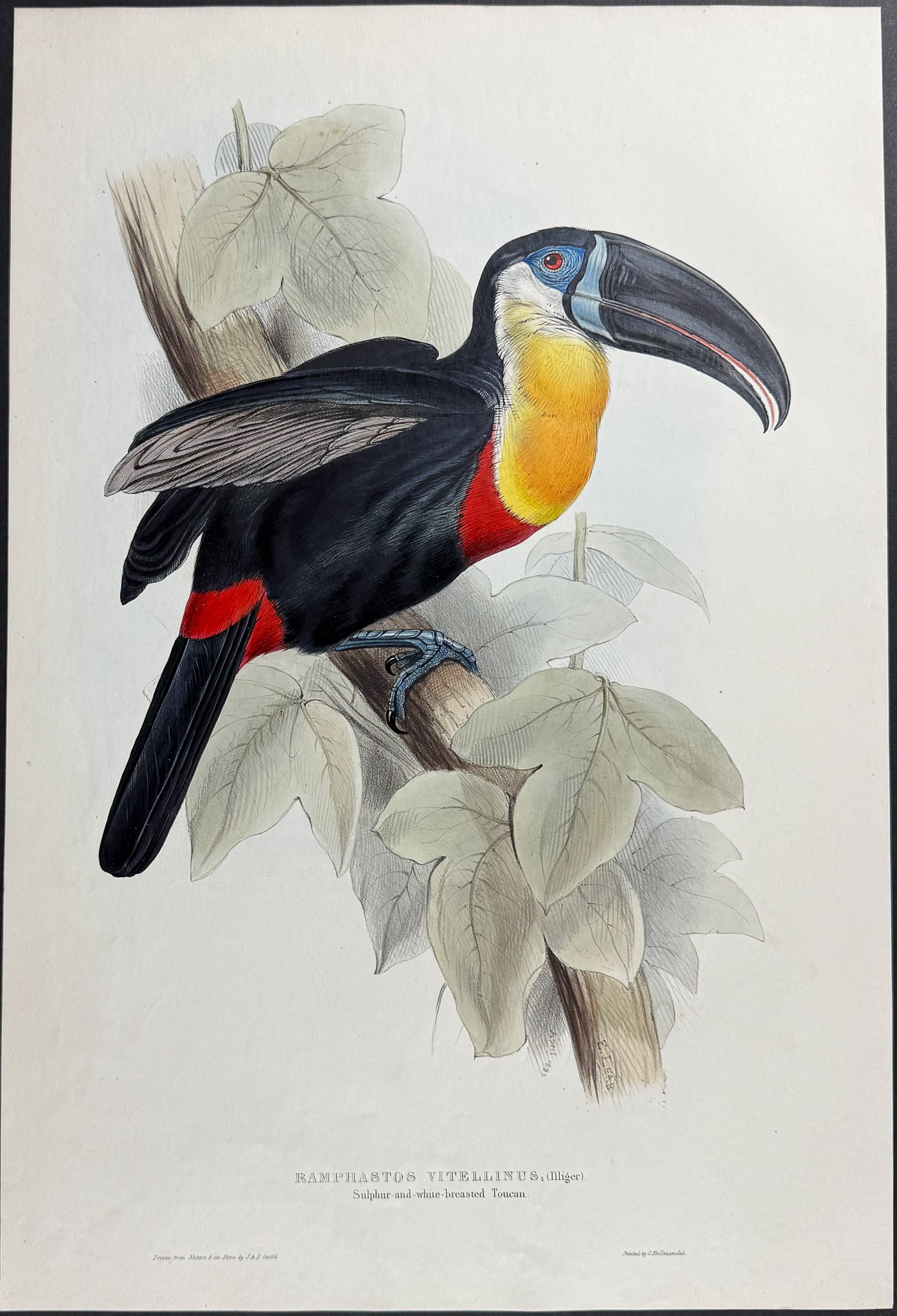 Gould - Sulphur & White-breasted Toucan (1 of 1)