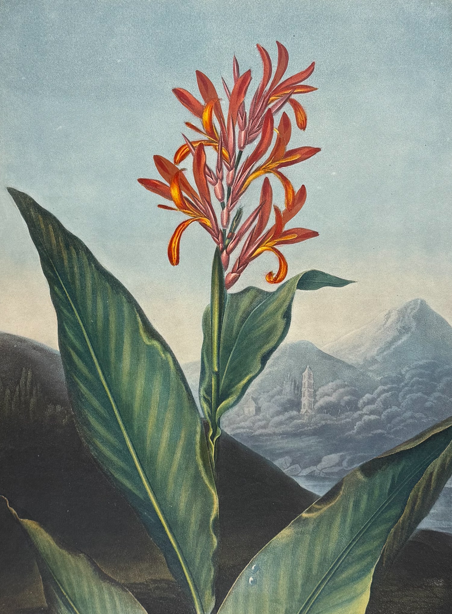 Thornton, Folio - Indian Reed (1 of 2)