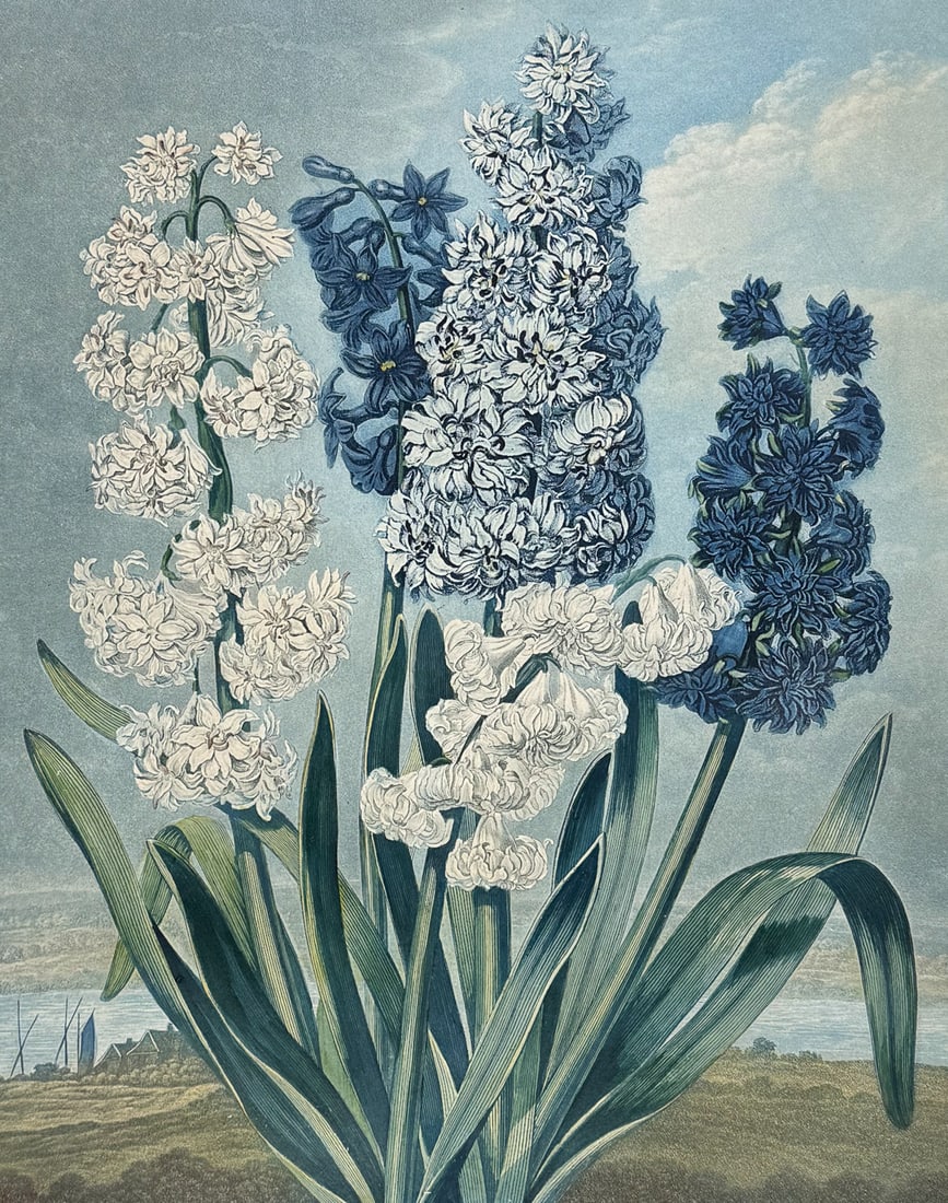 Thornton, Folio - Hyacinths (1 of 2)
