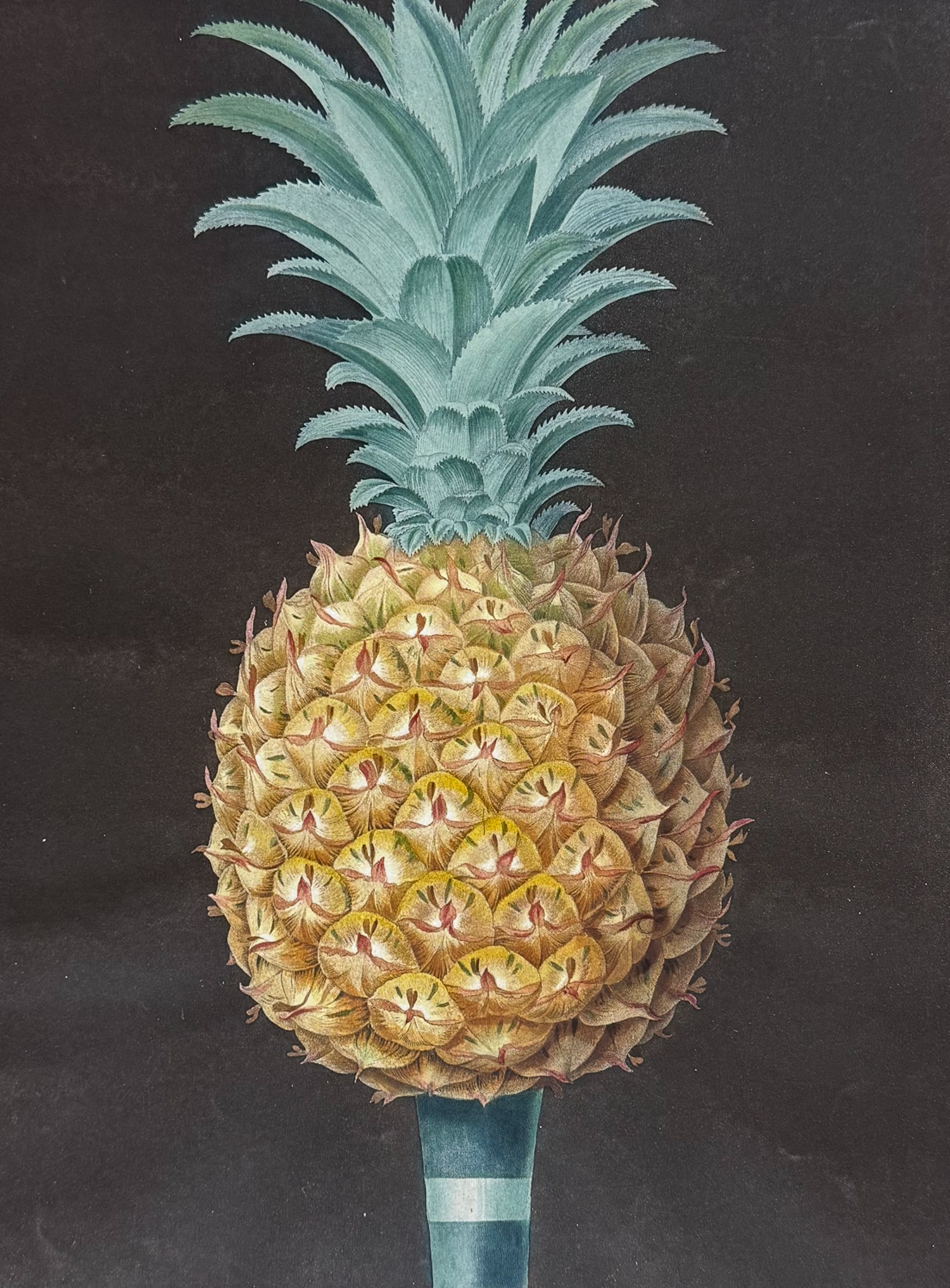Brookshaw, Folio - Pineapple. 55: This remarkable, large folio fruit engraving is from George Brookshaw's Pomona Britannica, or a Collection of the Most Esteemed Fruits at present cultivated in the country; together with the Blossoms 