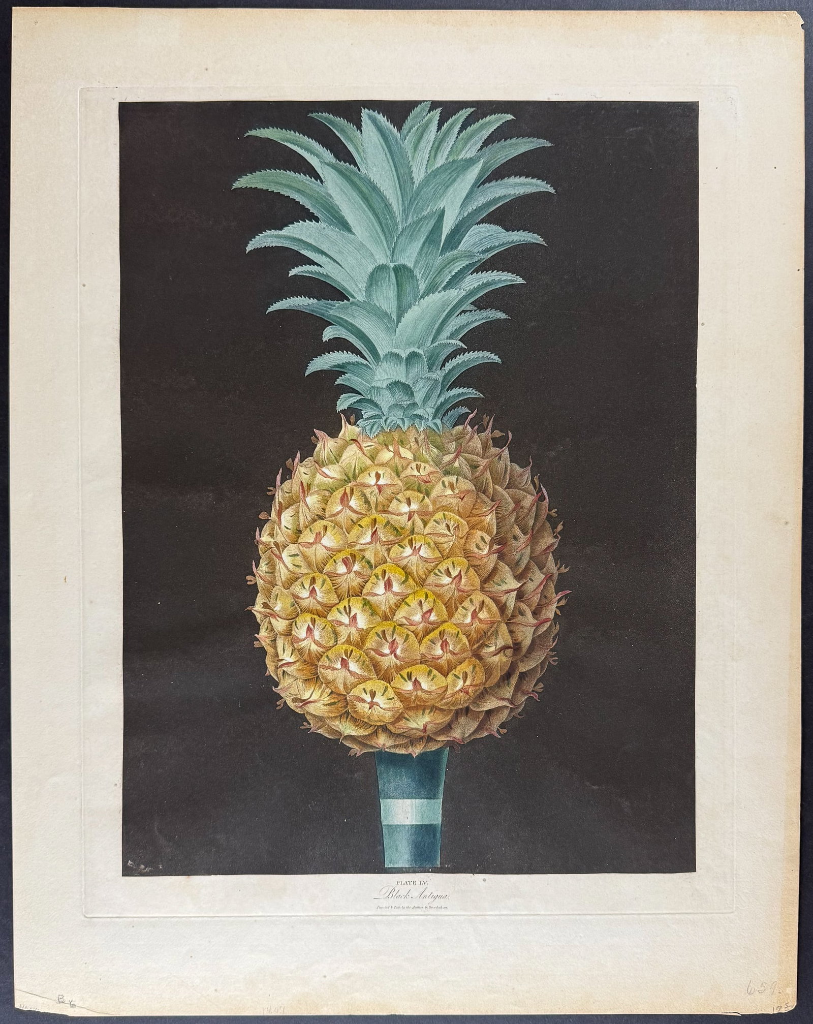 Brookshaw, Folio - Pineapple. 55 - 2