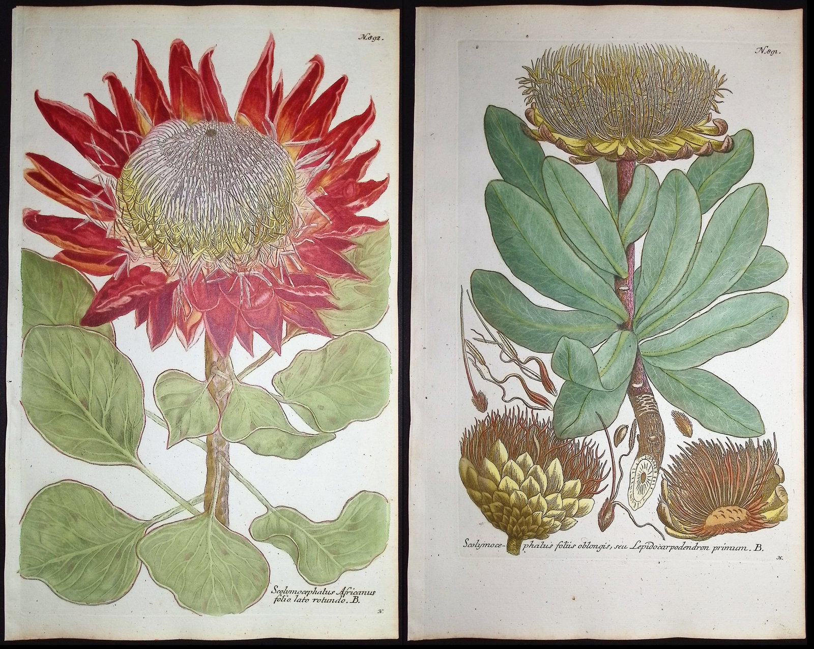 Weinmann - Pair of Scolymocephalus Engravings (1 of 3)