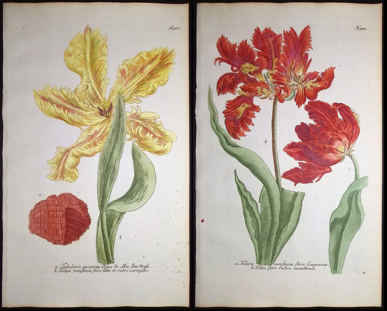 Weinmann - Pair of Tulip Engravings (1 of 3)