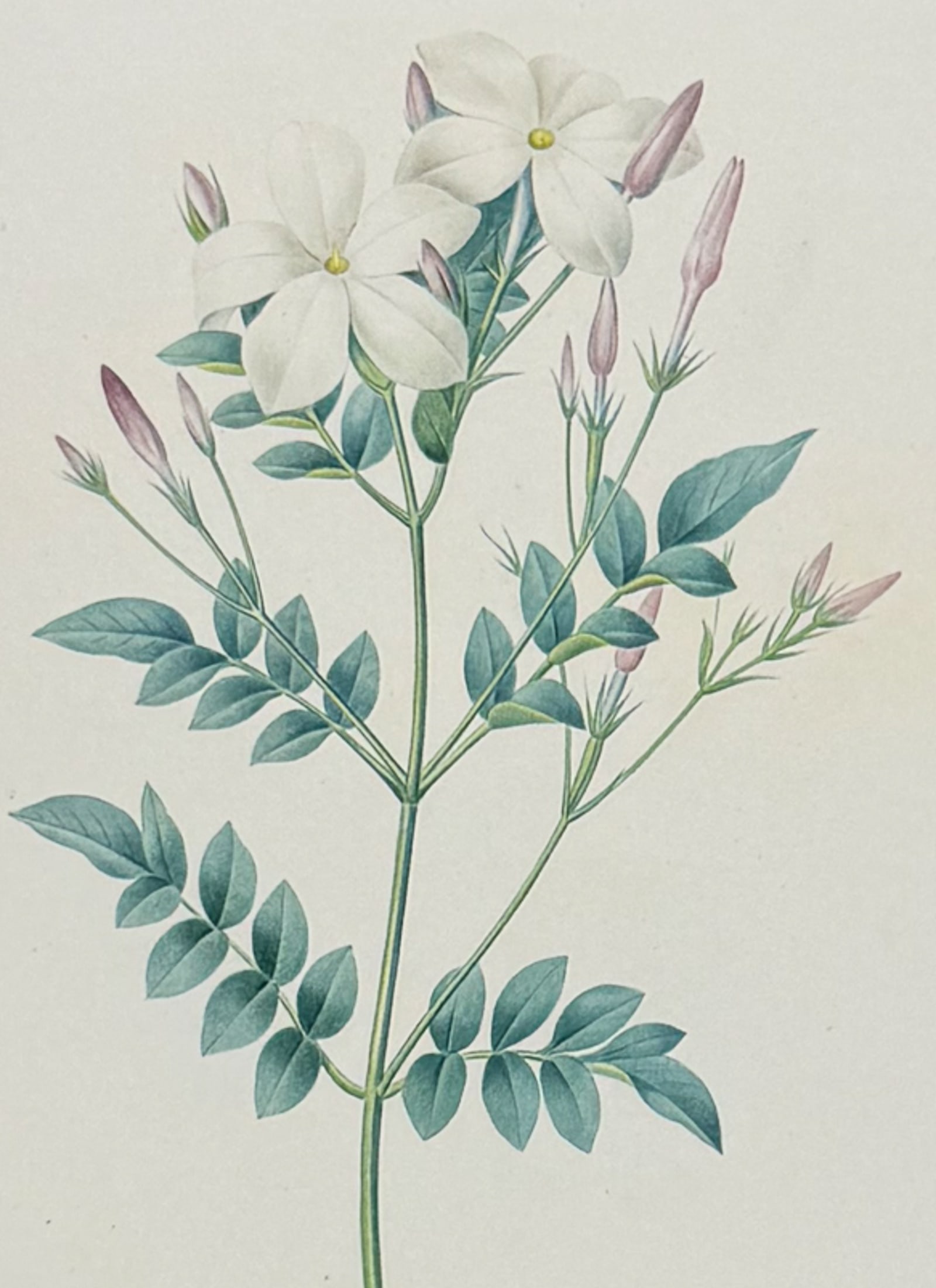 Redoute, Choix, Rare Folio - Jasmine [Jasminum grandiflorum]: This striking originally hand-colored stipple engraving is from Pierre Joseph Redoute's Le Choix des Plus Belles Fleurs. This is from the first edition of the work and was published in Paris between 1