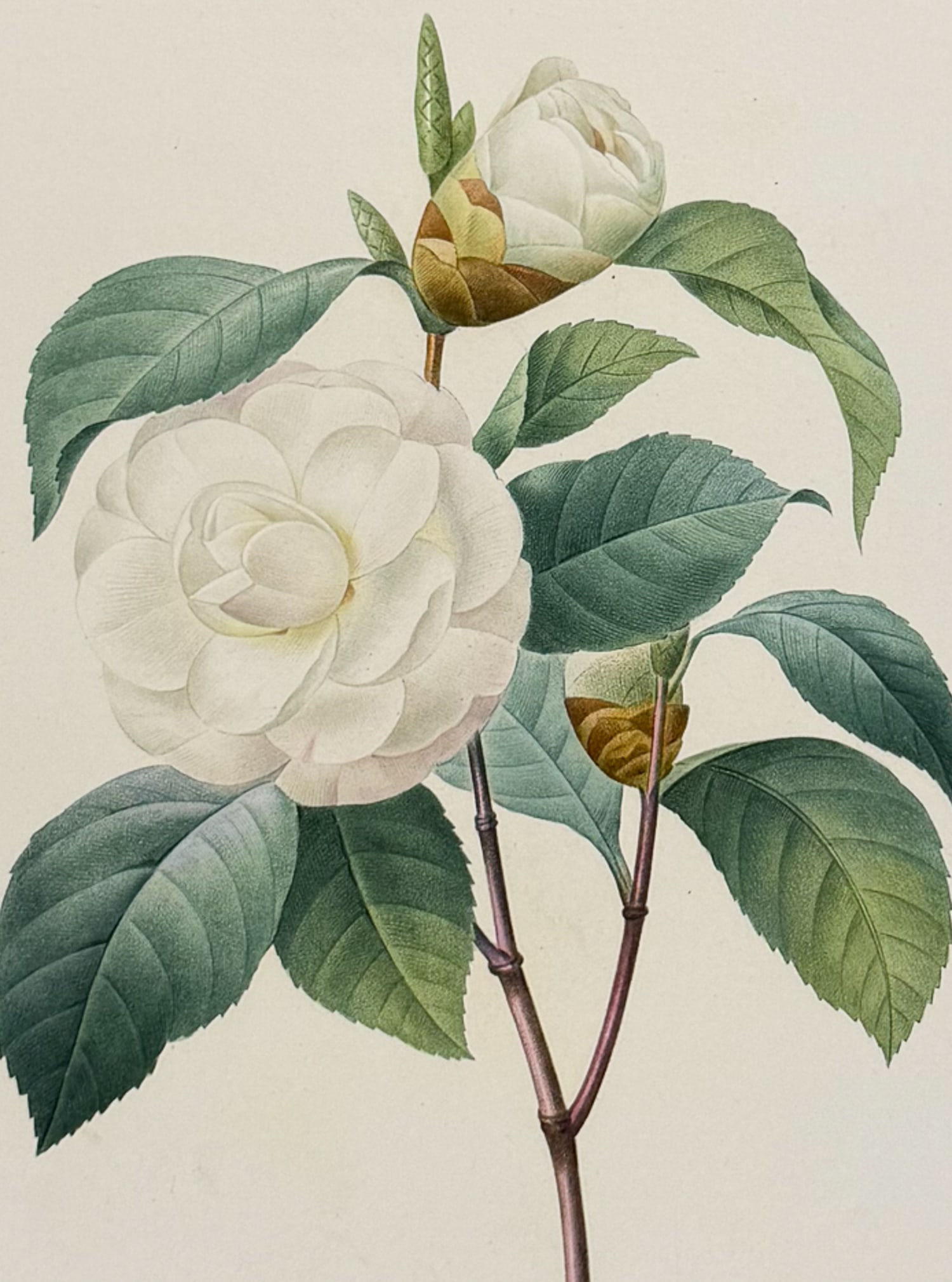 Redoute, Choix, Rare Folio - Camellia [Camellia Japonica]: This striking originally hand-colored stipple engraving is from Pierre Joseph Redoute's Le Choix des Plus Belles Fleurs. This is from the first edition of the work and was published in Paris between 1