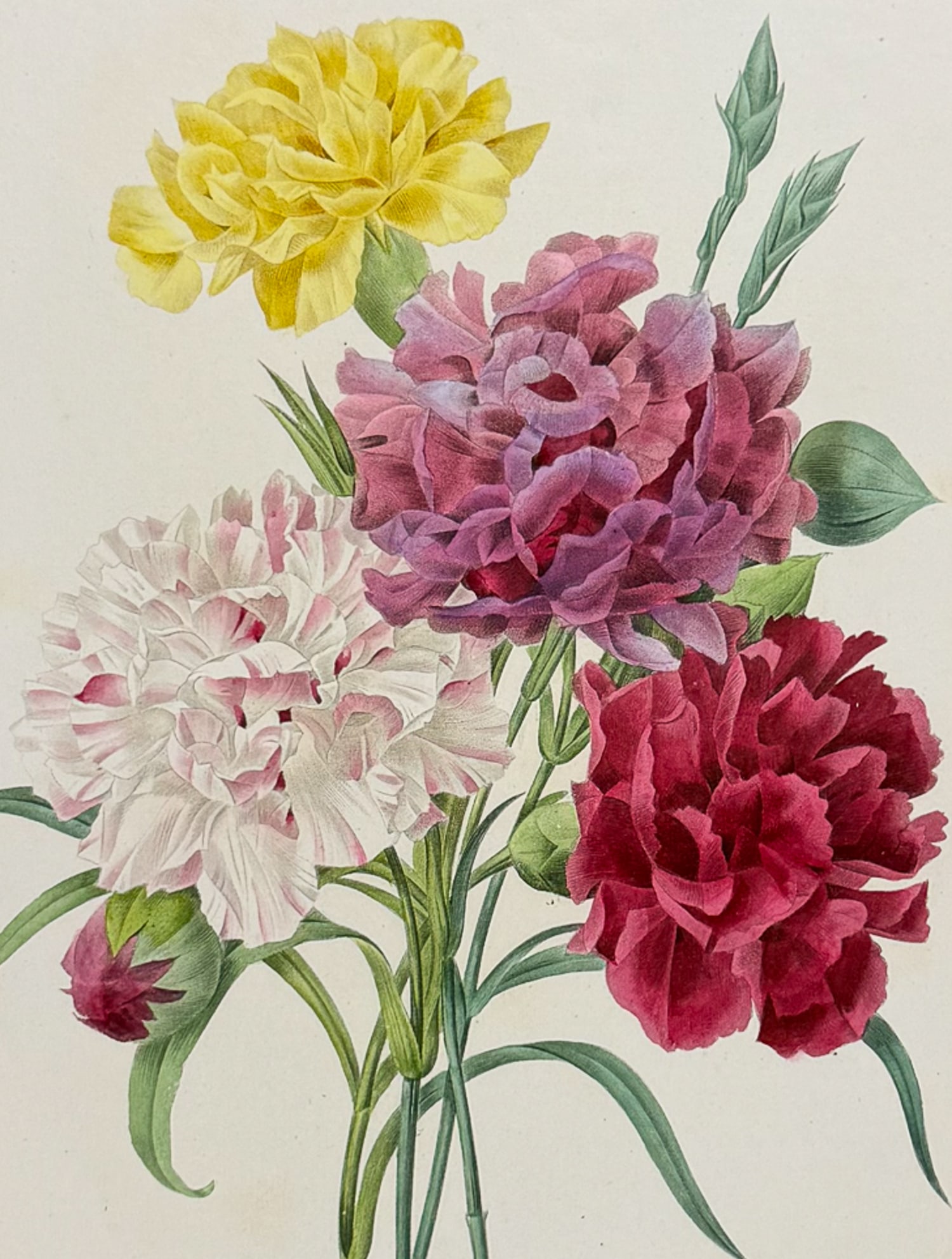 Redoute, Choix, Rare Folio - Carnation [Oeillet Variete]: This striking originally hand-colored stipple engraving is from Pierre Joseph Redoute's Le Choix des Plus Belles Fleurs. This is from the first edition of the work and was published in Paris between 1