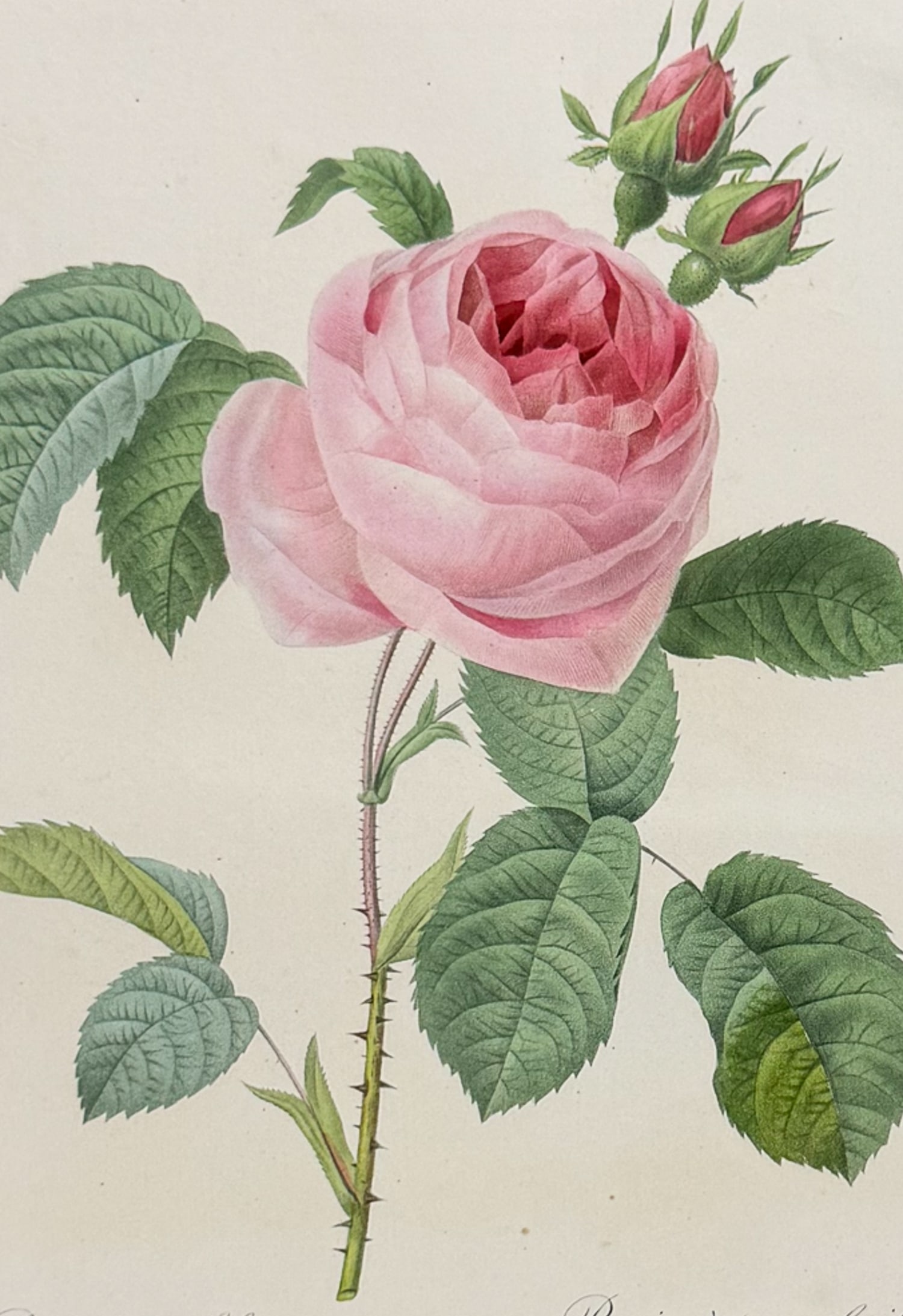 Redoute, Choix, Rare Folio - Rose [Rosa centifolia]: This striking originally hand-colored stipple engraving is from Pierre Joseph Redoute's Le Choix des Plus Belles Fleurs. This is from the first edition of the work and was published in Paris between 1