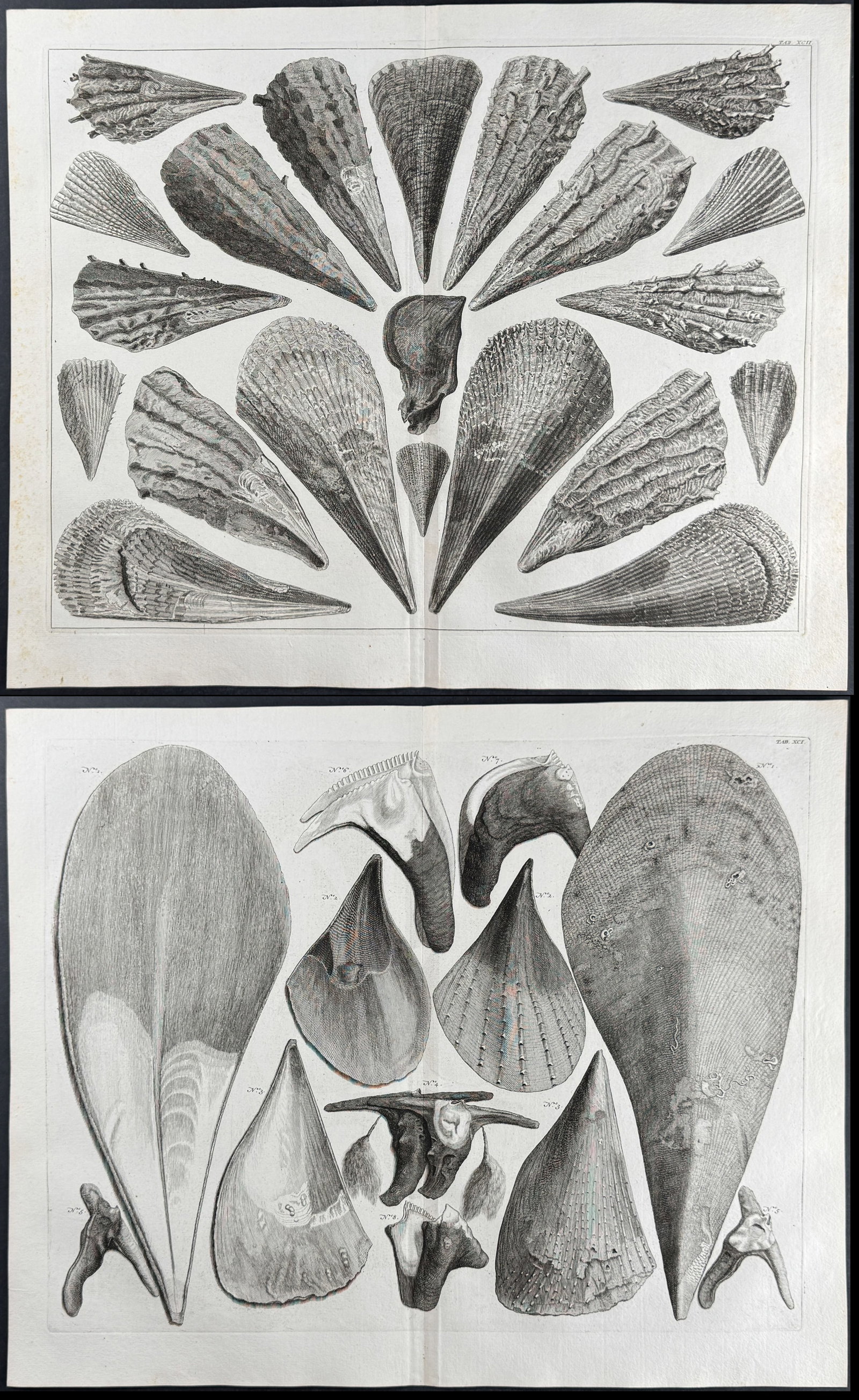Seba - Pair of Shell Engravings (1 of 3)