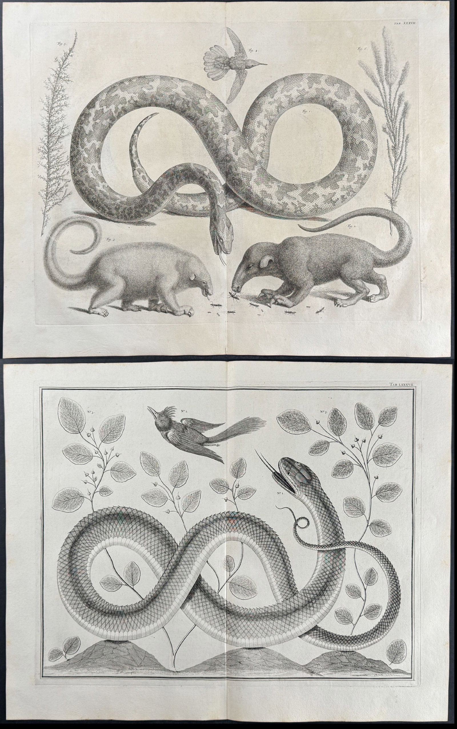 Seba - Pair of Engravings with Snakes, Birds, Anteater, Plants (1 of 3)