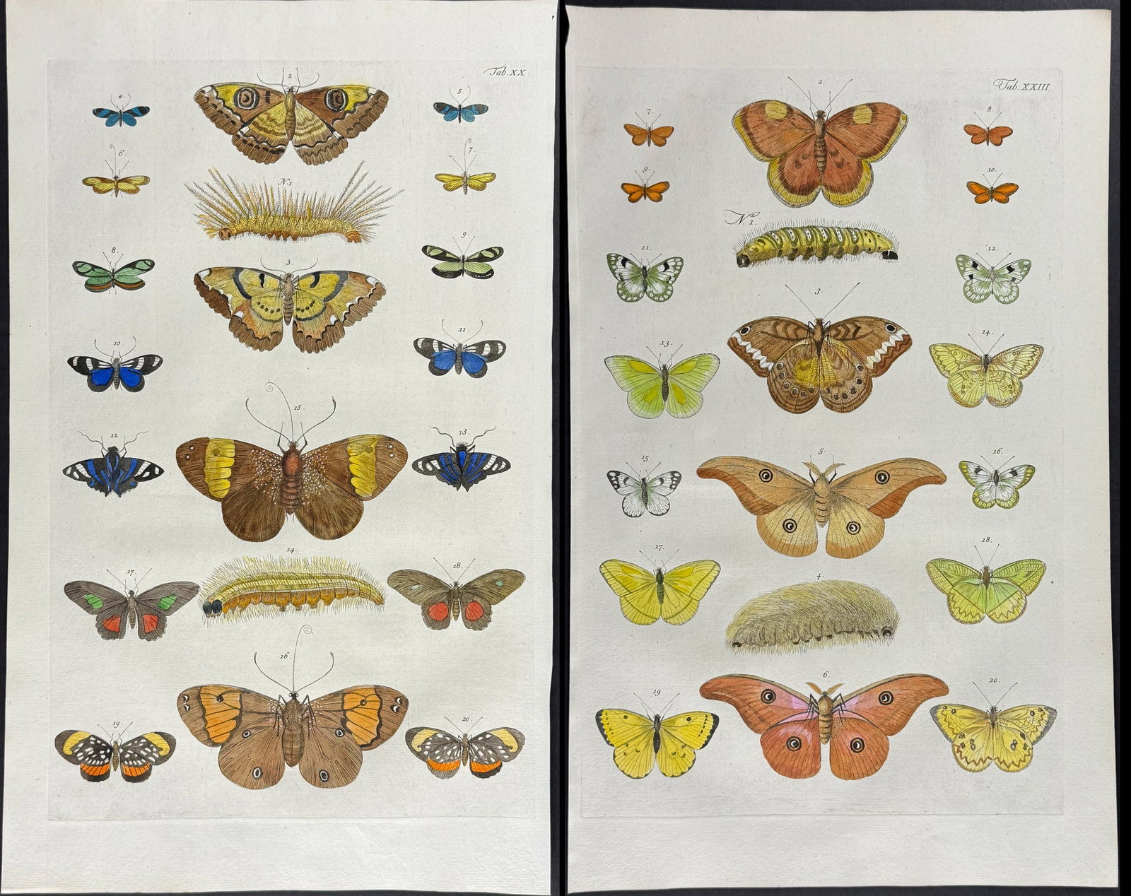 Seba - Pair of Engravings of Butterflies or Moths, Caterpillars, Cocoons: This artistically composed, scientific folio engraving is from Albertus Seba?s Locupletissimi rerum naturalium thesauri accurata descriptio, et iconibus artificiosissimis expressio, per universam phys