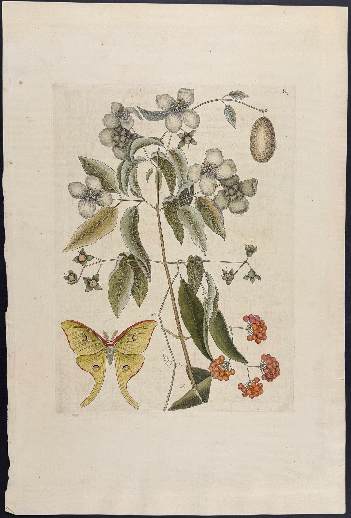 Catesby, Folio - Luna Moth with Mock Orange & Smilax. 2-84: We are pleased to offer this folio engraving from Mark Catesby?s The Natural History of Carolina, Florida and the Bahama Islands: Containing the Figures of Birds, Beasts, Fishes, Serpents, Insects, an