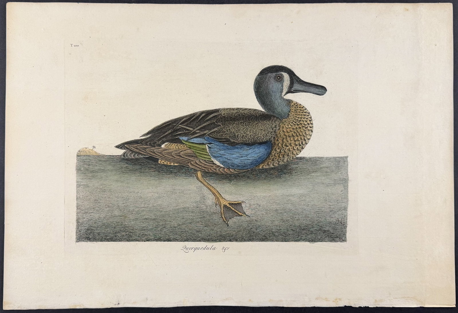 Catesby, Folio - White Faced Teal. 1-100: We are pleased to offer this folio engraving from Mark Catesby?s The Natural History of Carolina, Florida and the Bahama Islands: Containing the Figures of Birds, Beasts, Fishes, Serpents, Insects, an