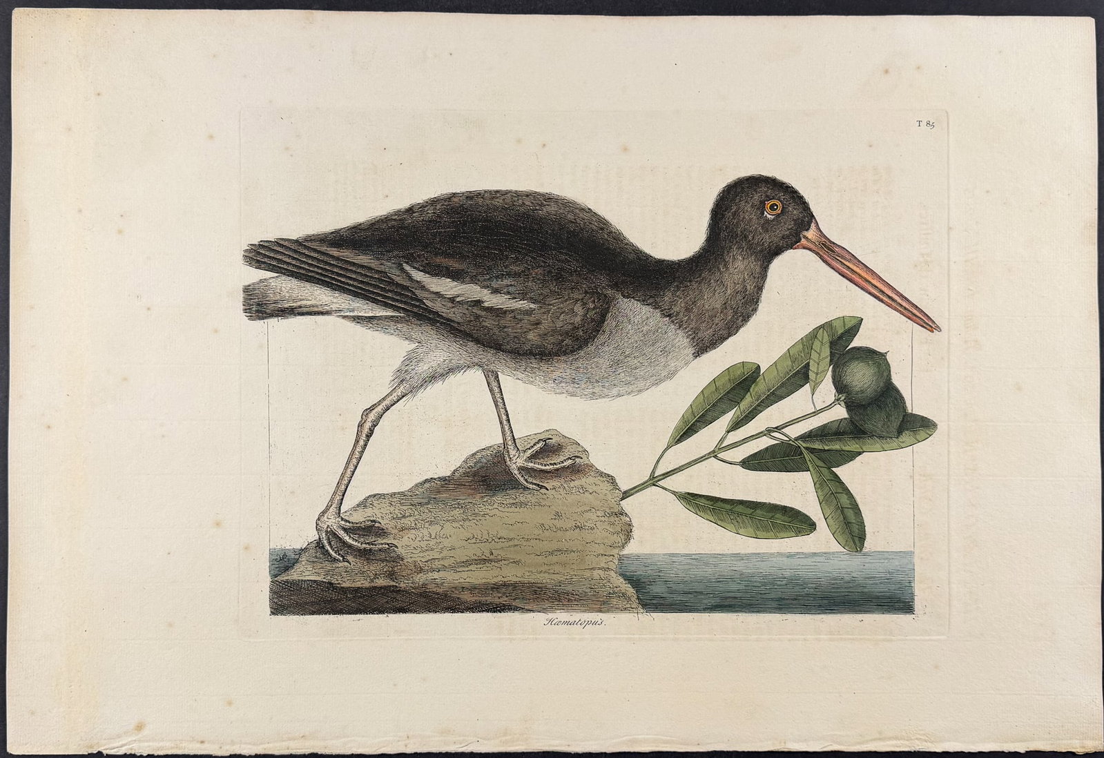 Catesby, Folio - Oyster-Catcher. 1-85: We are pleased to offer this folio engraving from Mark Catesby?s The Natural History of Carolina, Florida and the Bahama Islands: Containing the Figures of Birds, Beasts, Fishes, Serpents, Insects, an