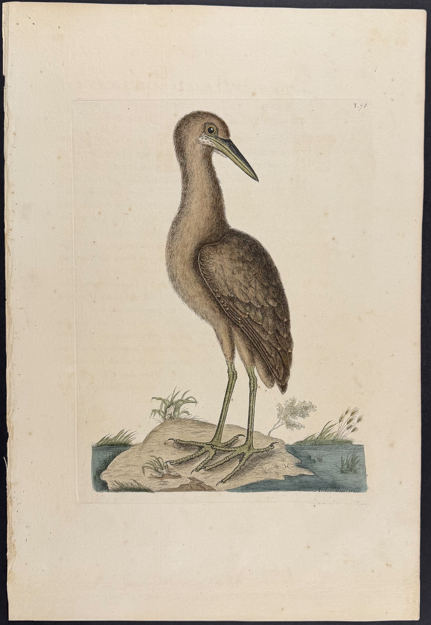 Catesby, Folio - Brown Bittern. 1-78: We are pleased to offer this folio engraving from Mark Catesby?s The Natural History of Carolina, Florida and the Bahama Islands: Containing the Figures of Birds, Beasts, Fishes, Serpents, Insects, an
