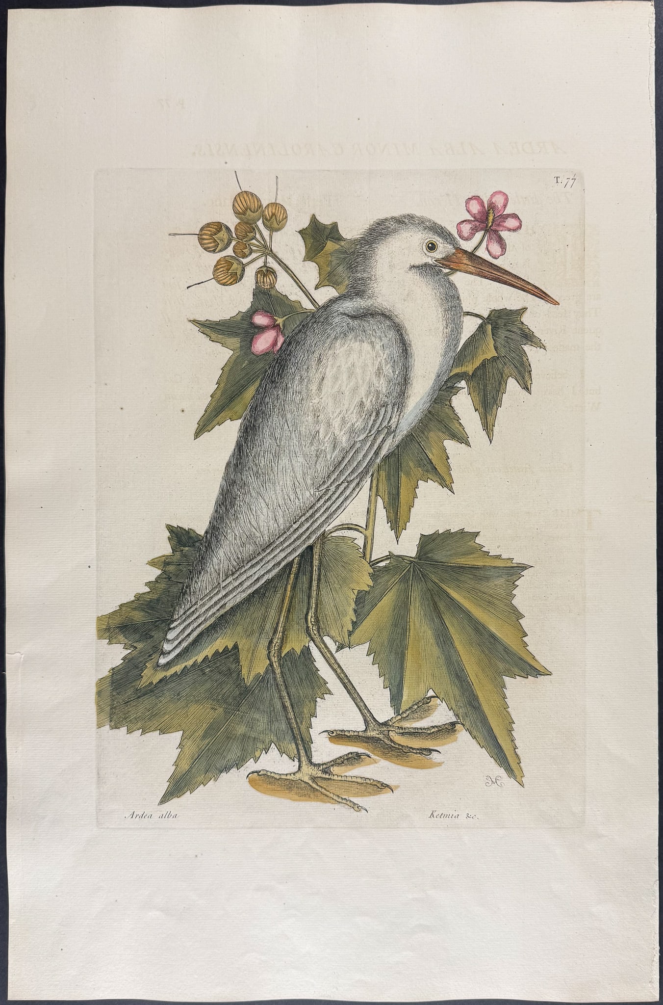 Catesby, Folio - Little White Heron: We are pleased to offer this folio engraving from Mark Catesby?s The Natural History of Carolina, Florida and the Bahama Islands: Containing the Figures of Birds, Beasts, Fishes, Serpents, Insects, an
