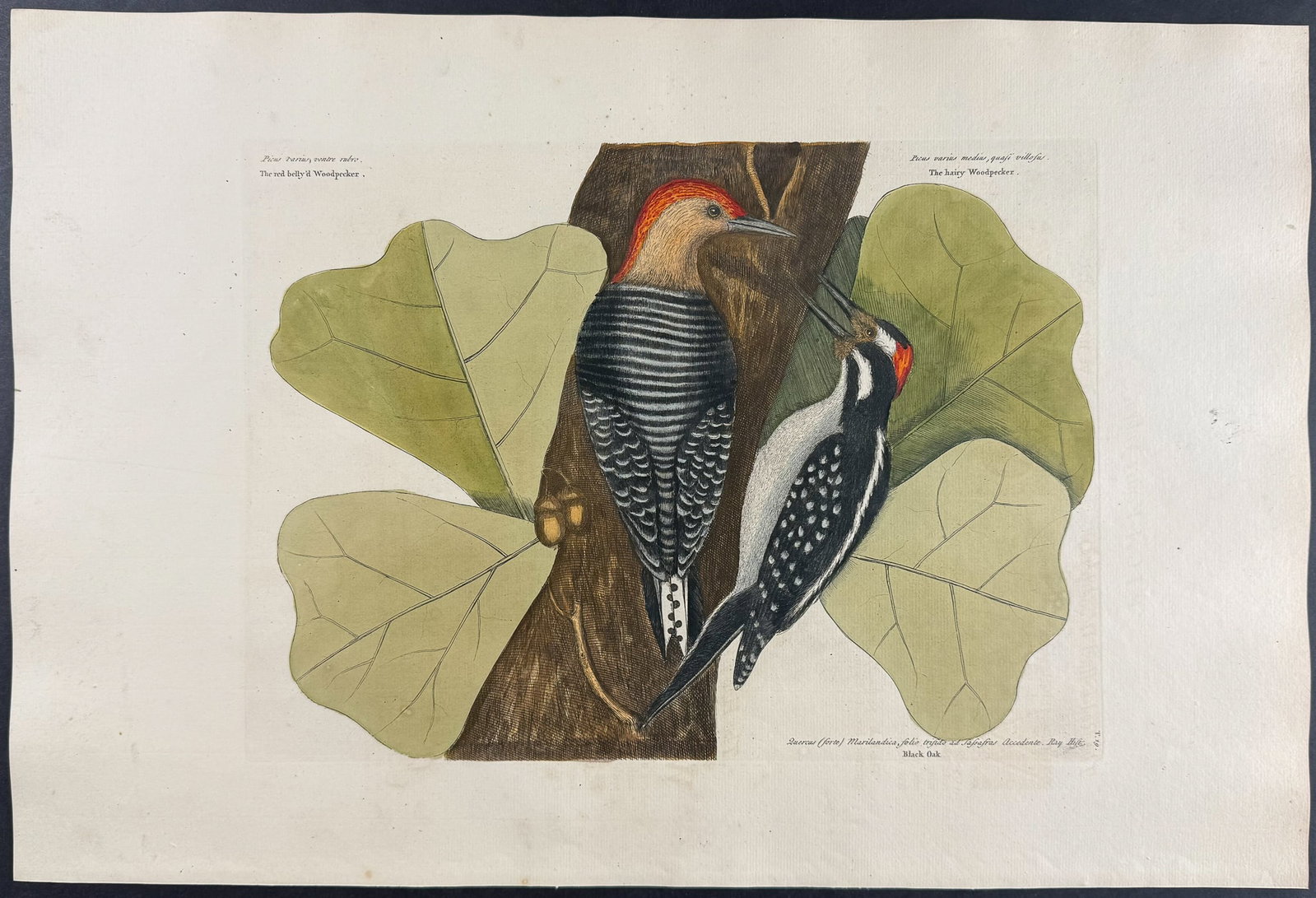 Catesby, Folio - Red Bellied Woodpecker & Hairy Woodpecker with Black Oak (1 of 1)