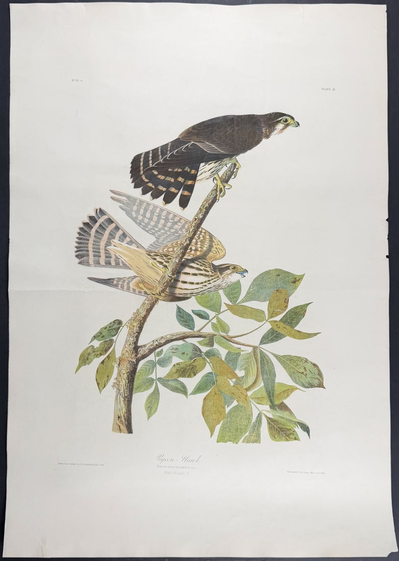Audubon, Folio, Bien Ed - Pigeon Hawk. 92 (1 of 2)