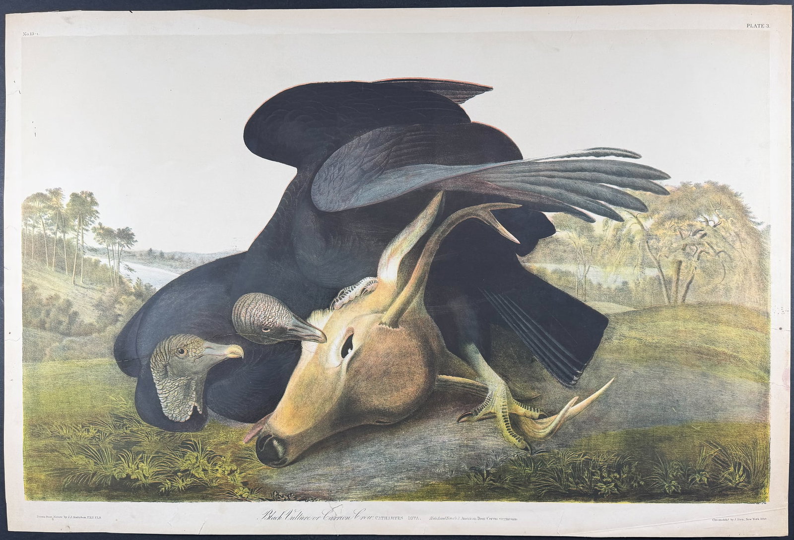 Audubon, Folio, Bien Ed - Black Vulture or Carrion Crow. 3 (1 of 2)