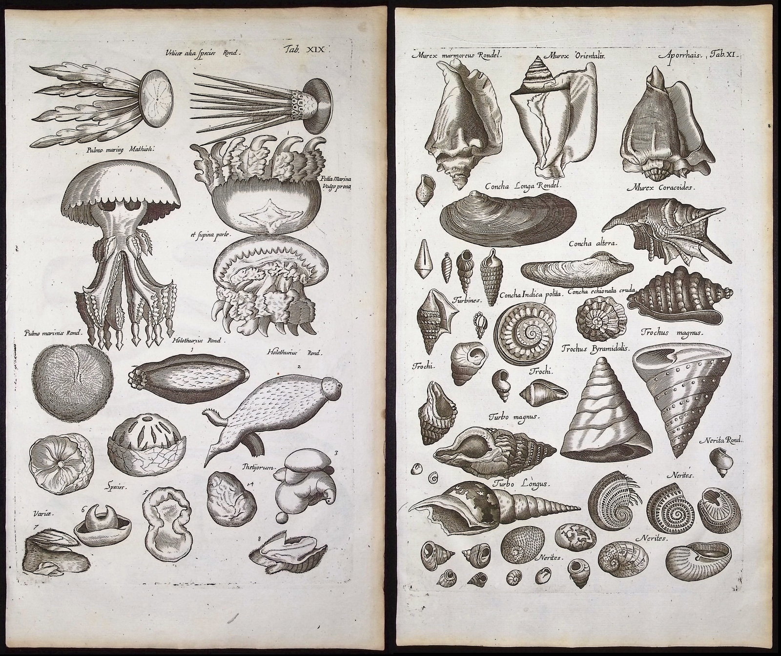 Merian & Jonston - 8 Engravings with Sea Life, Jellyfish, Mushroom, Shells + Title Page (1 of 9)