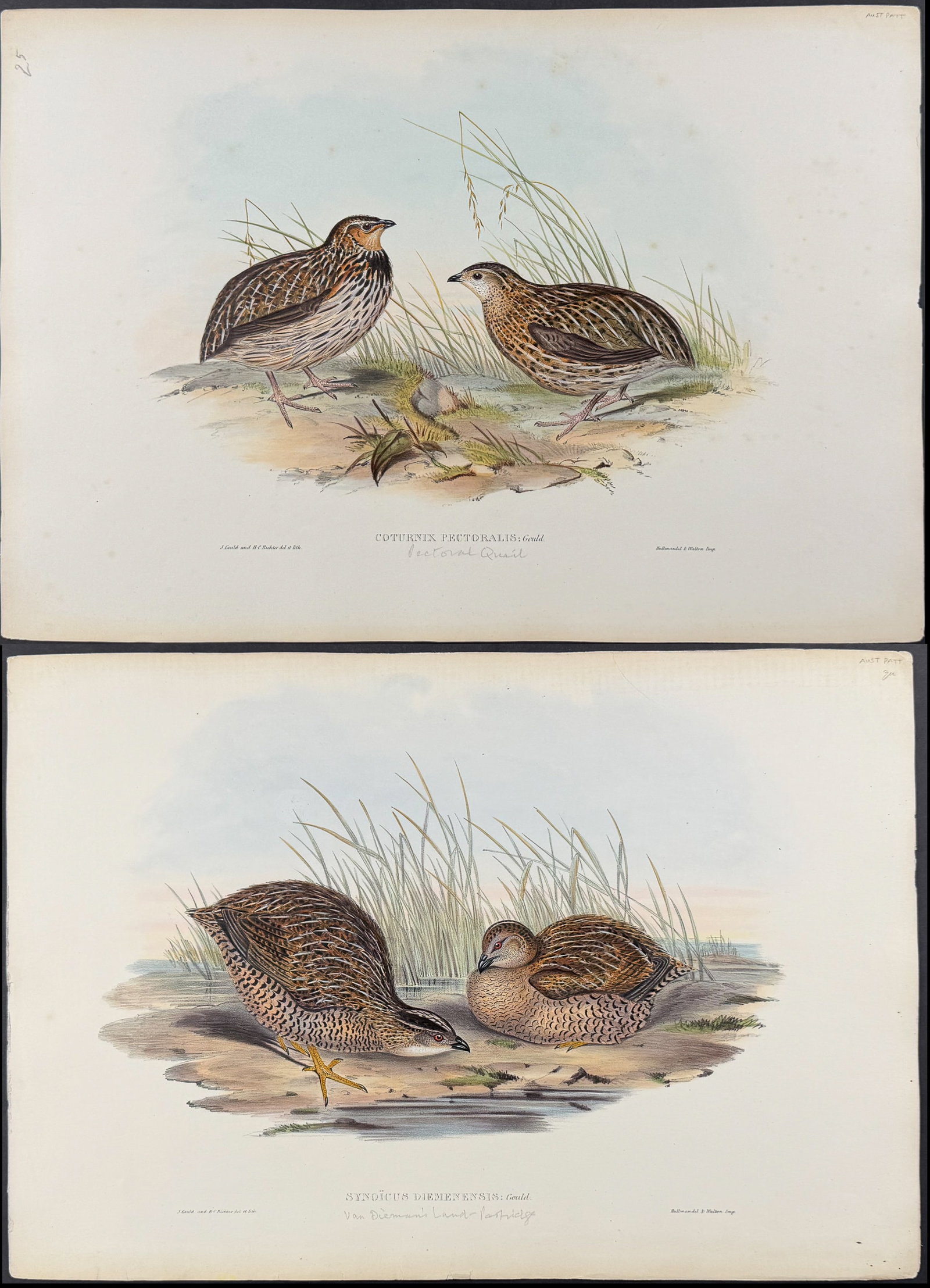 Gould, Australia - 3 Quail or Partridge Lithographs (1 of 4)
