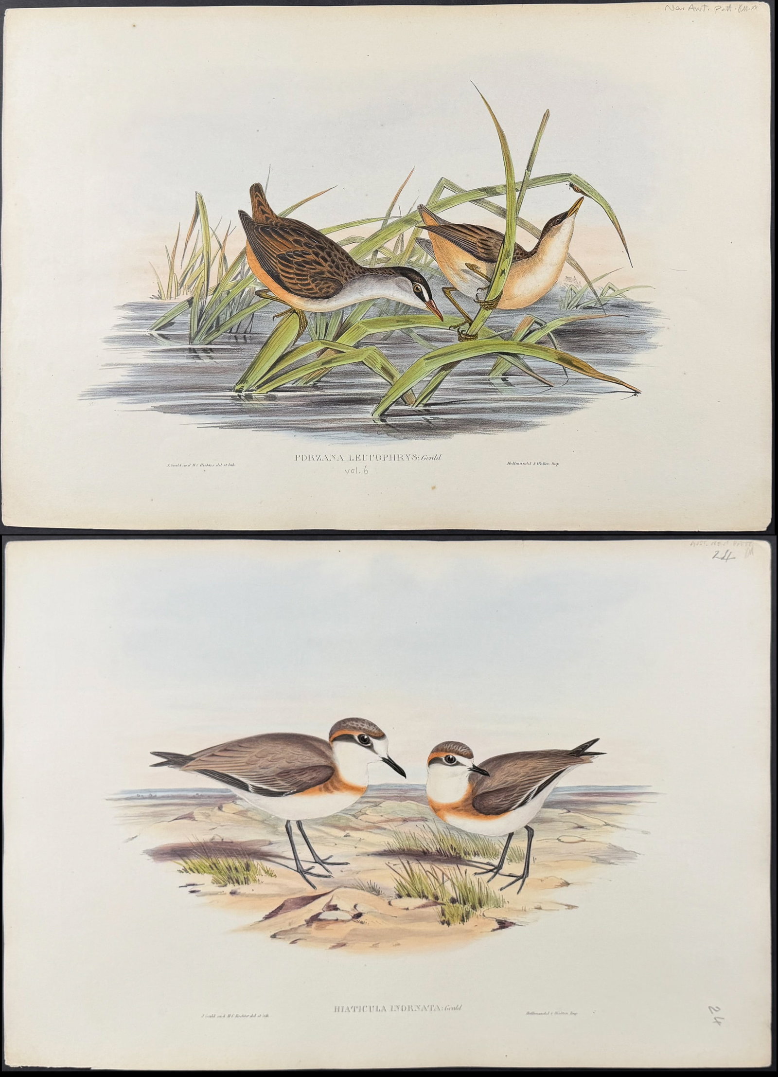 Gould, Australia - 5 Water or Shore Bird Lithographs (1 of 6)