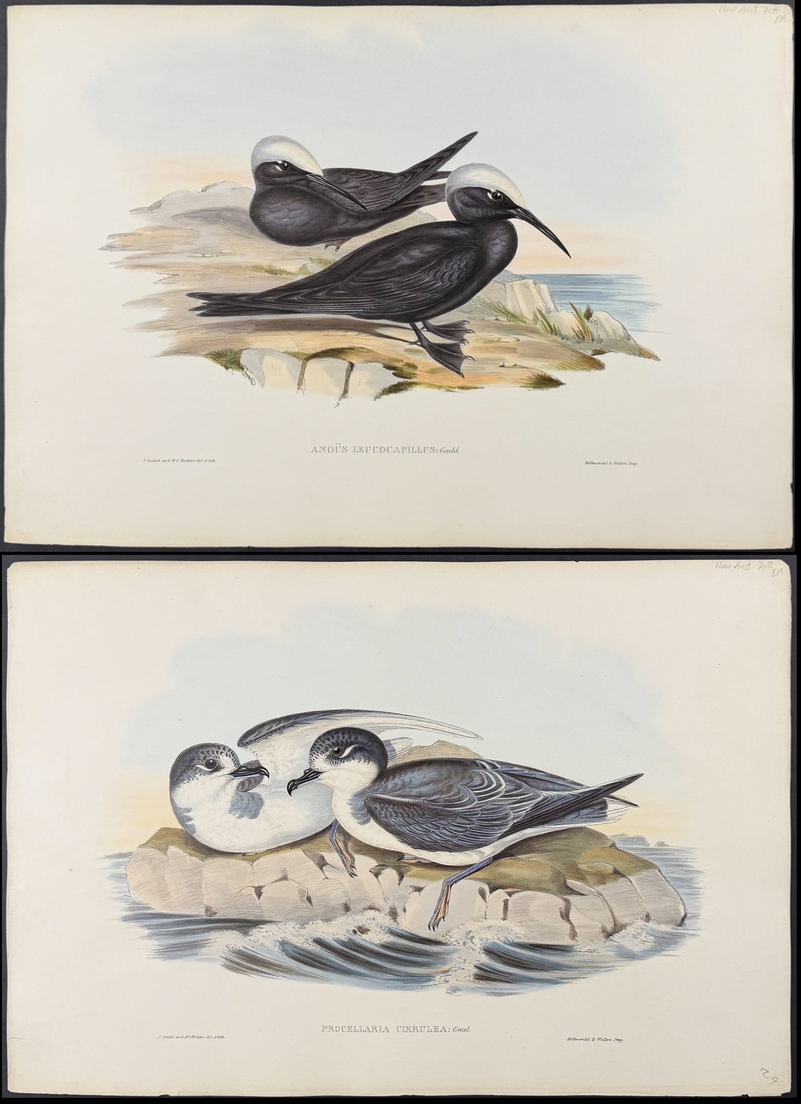 Gould, Australia - 4 Water or Shore Bird Lithographs (1 of 5)
