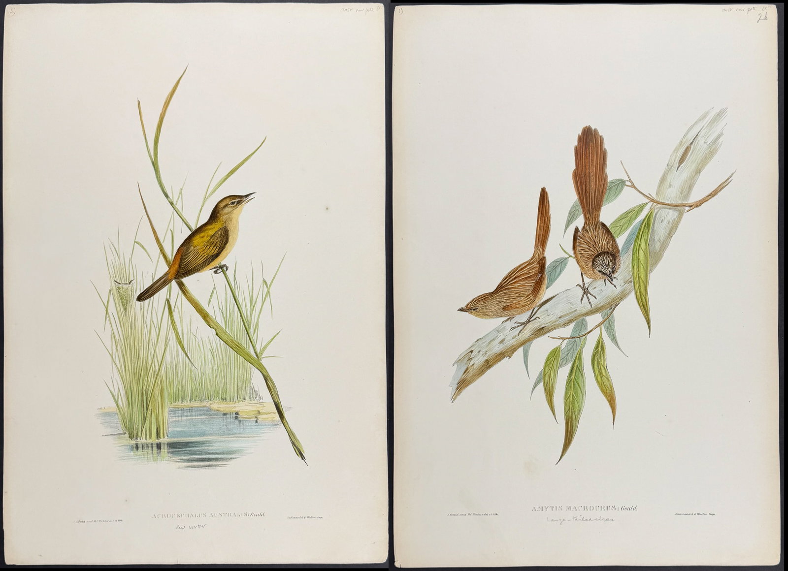 Gould, Australia - 9 Bird Lithographs (1 of 10)