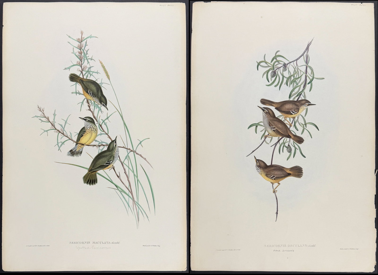 Gould, Australia - 4 Bird Lithographs (1 of 5)