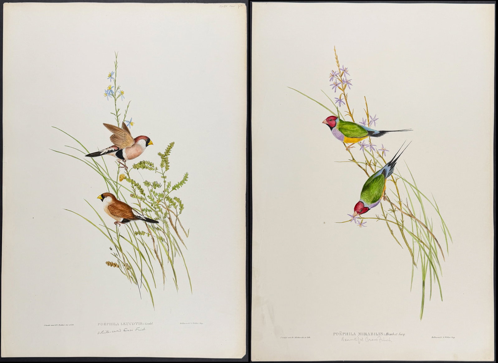 Gould, Australia - Pair of Grass Finch Lithographs (1 of 3)
