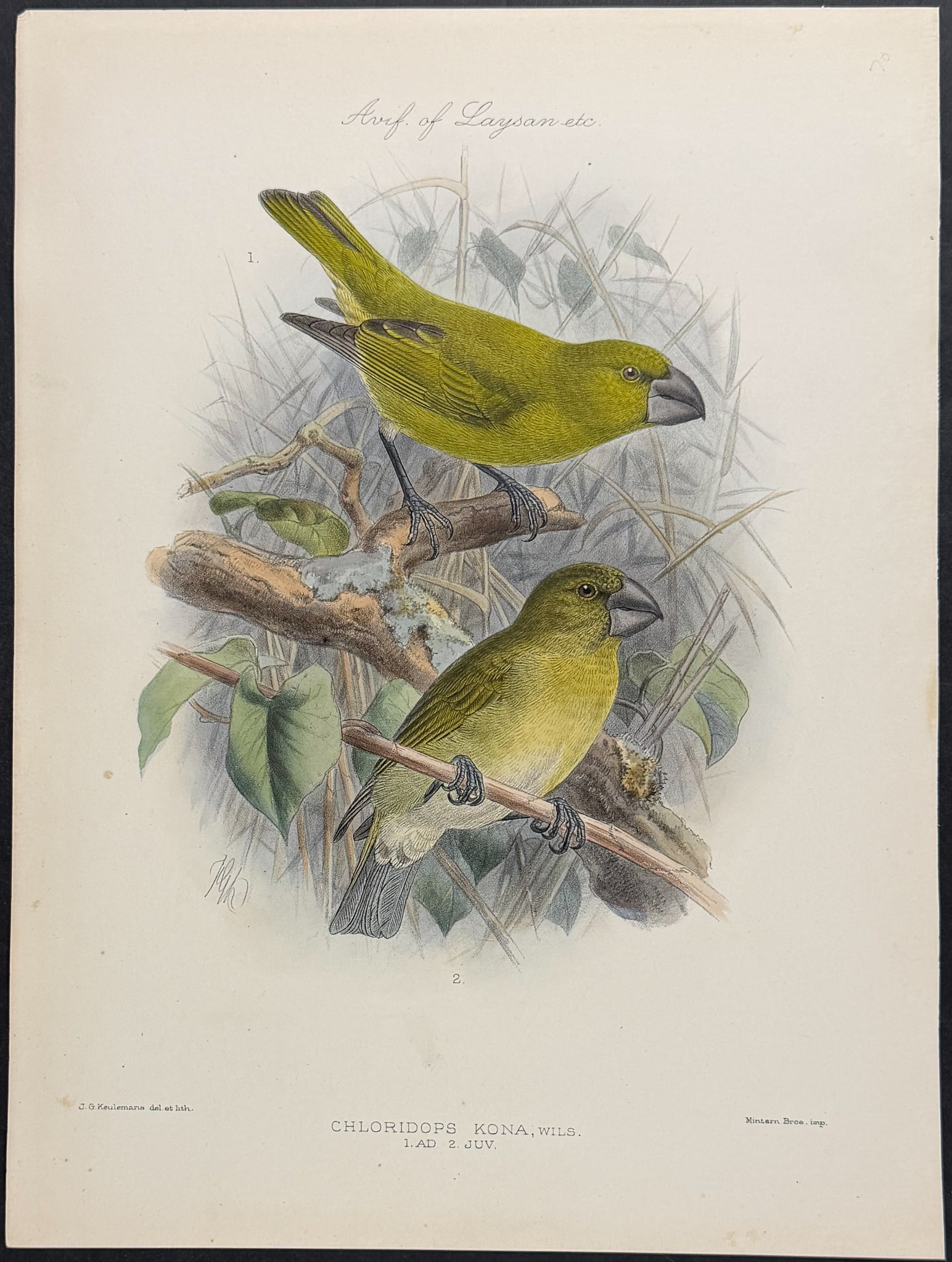 Rothschild & Keulemans, Hawaii - Kona Grosbeak [Chloridops Kona] (1 of 1)