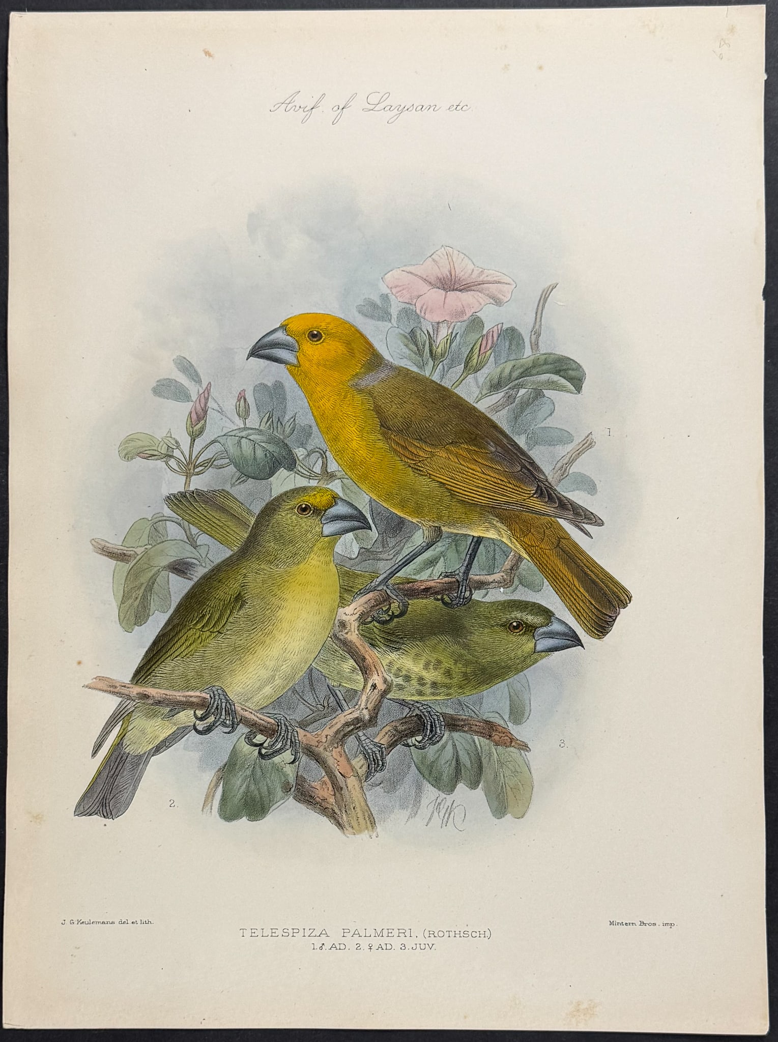 Rothschild & Keulemans, Hawaii - Laysan or Greater Koa Finch [Telespiza Palmeri]: This hand-colored lithograph is from Lionel Walter Rothschild's "The Avifauna of Laysan and the Neighbouring Islands: with a Complete History to Date of the Birds of the Hawaiian Possessions". The wor