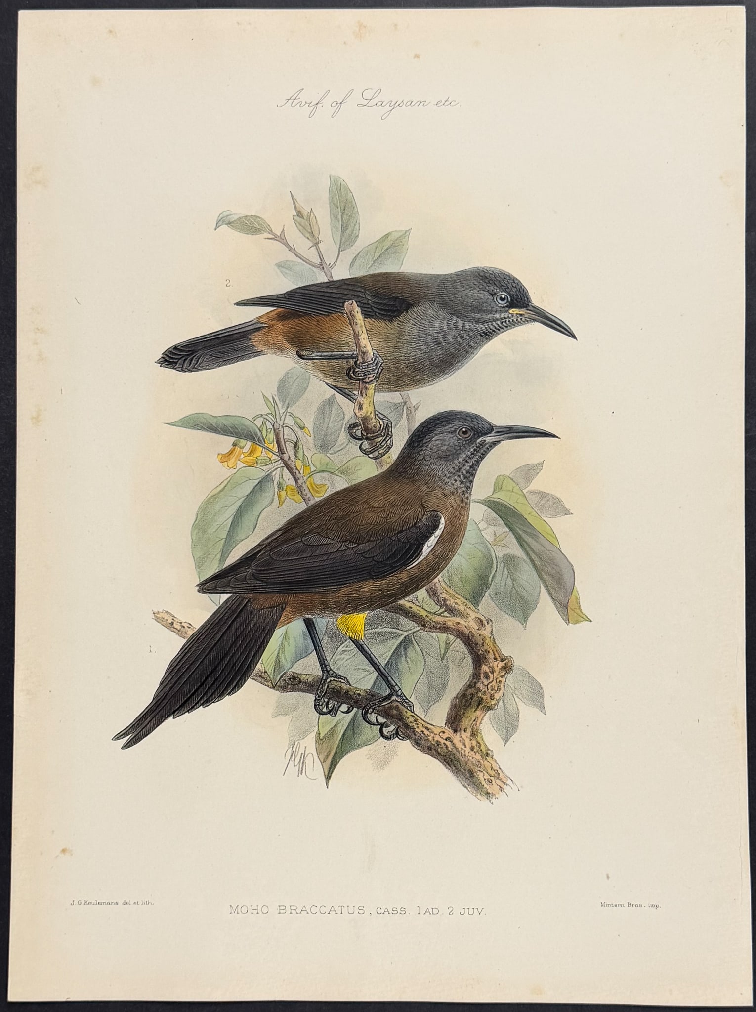 Rothschild & Keulemans, Hawaii - Kaua?i o'o [Moho Braccatus] (1 of 1)