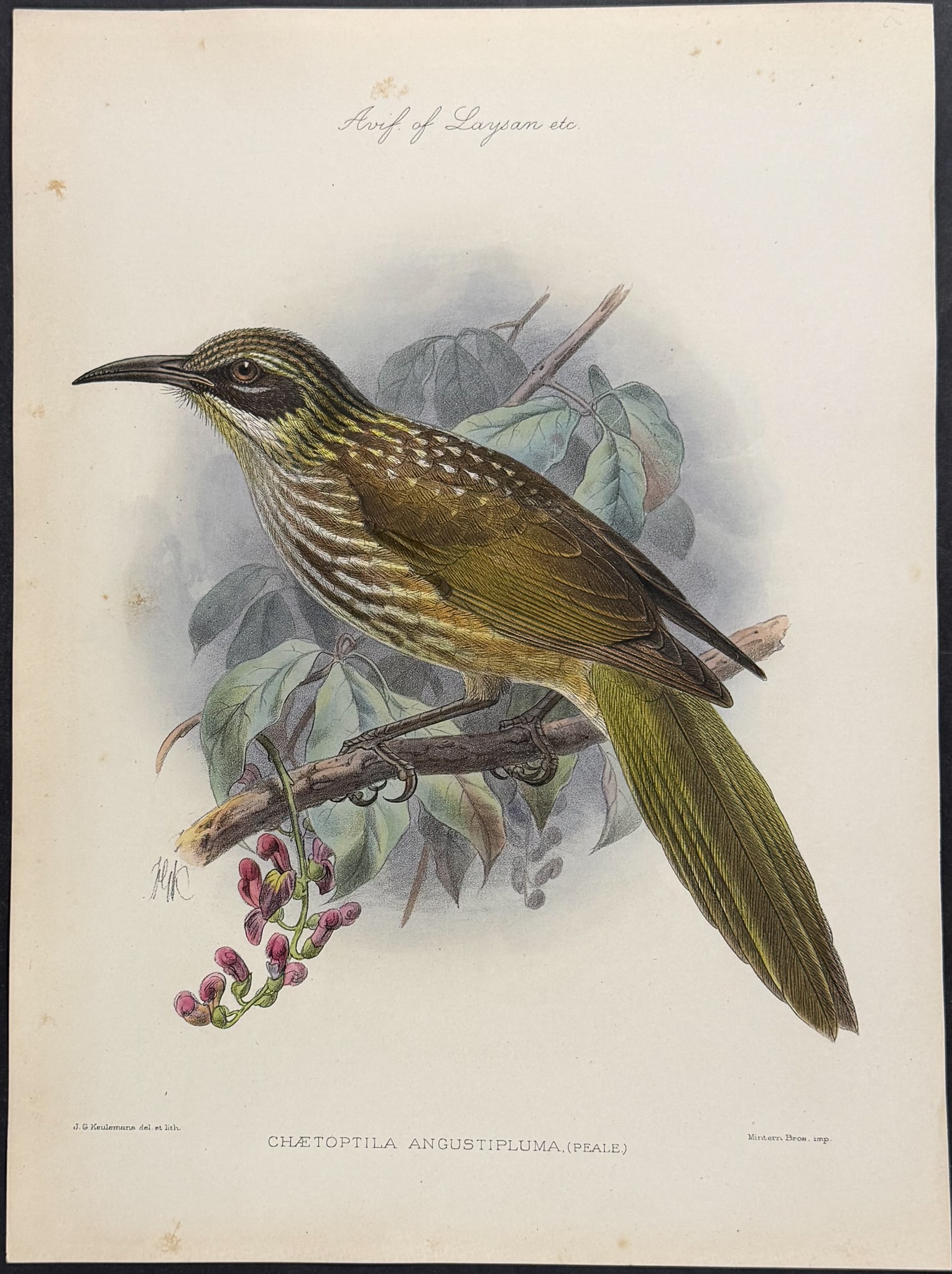 Rothschild & Keulemans, Hawaii - Kioea [Chaetoptila Angustipluma]: This hand-colored lithograph is from Lionel Walter Rothschild's "The Avifauna of Laysan and the Neighbouring Islands: with a Complete History to Date of the Birds of the Hawaiian Possessions". The wor