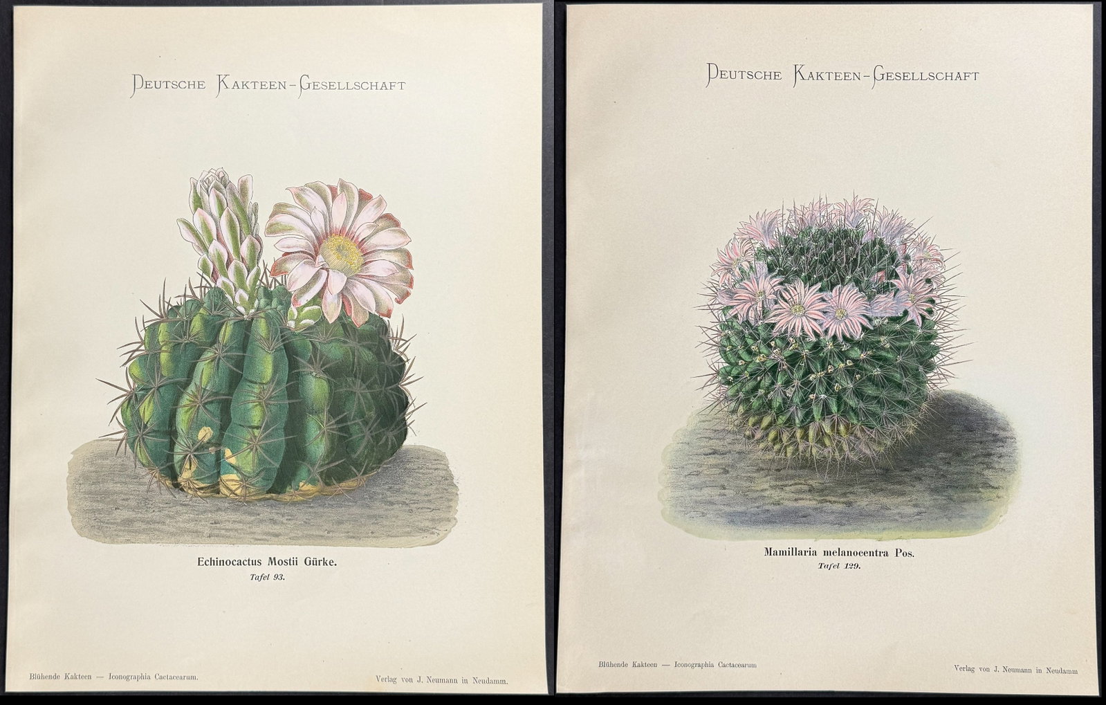 Schumann - 5 Cactus Prints (1 of 6)