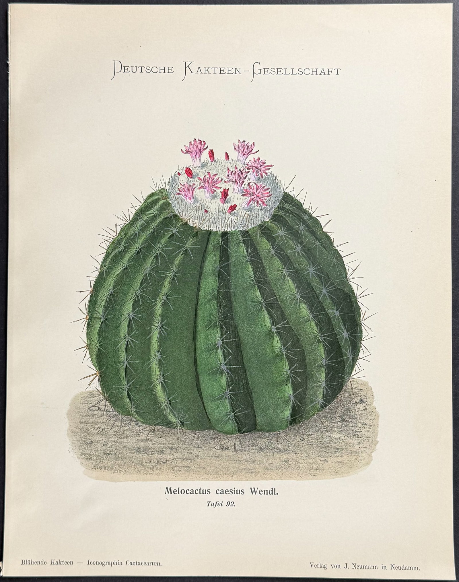 Schumann - 5 Cactus Prints - 2