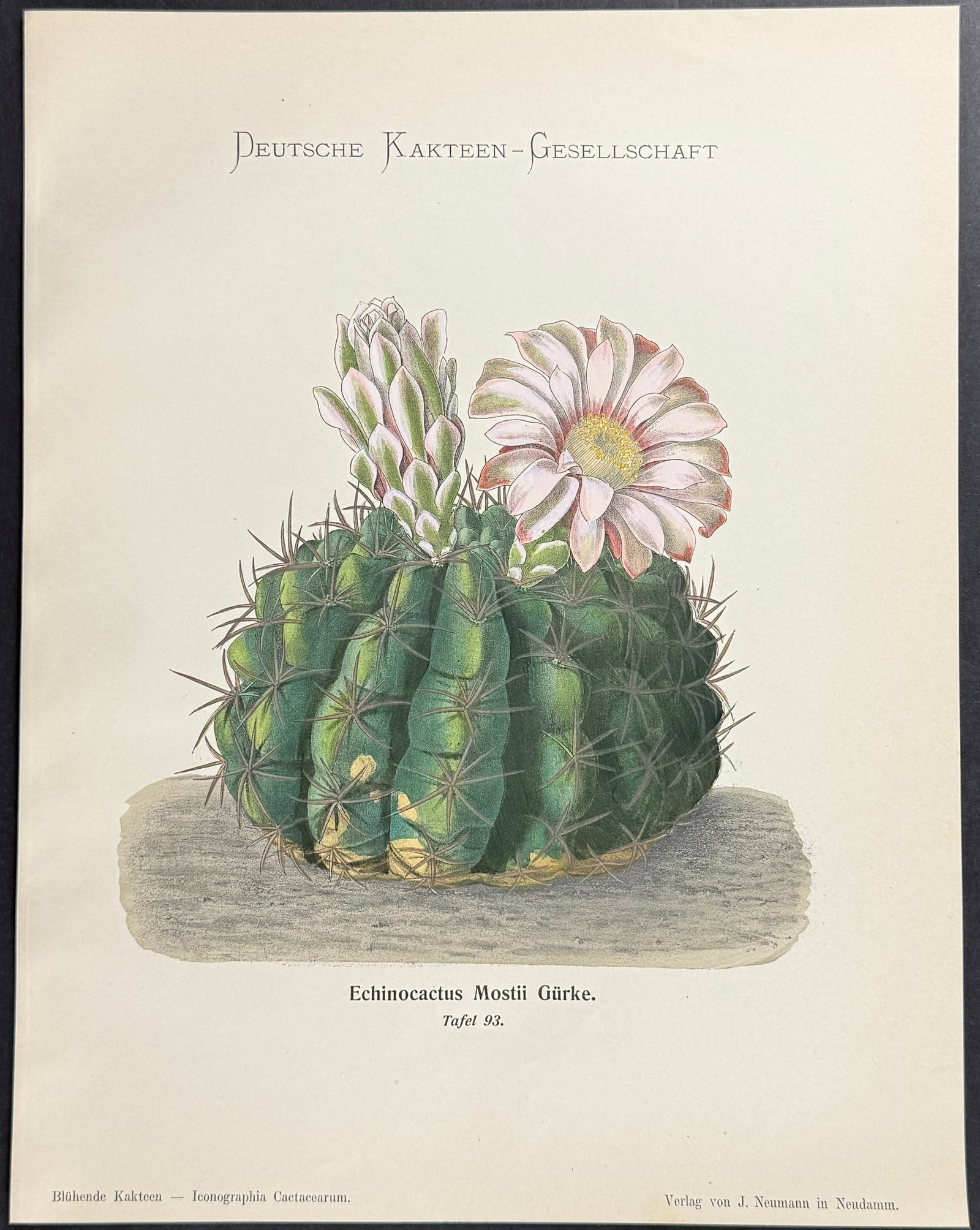 Schumann - 5 Cactus Prints - 3