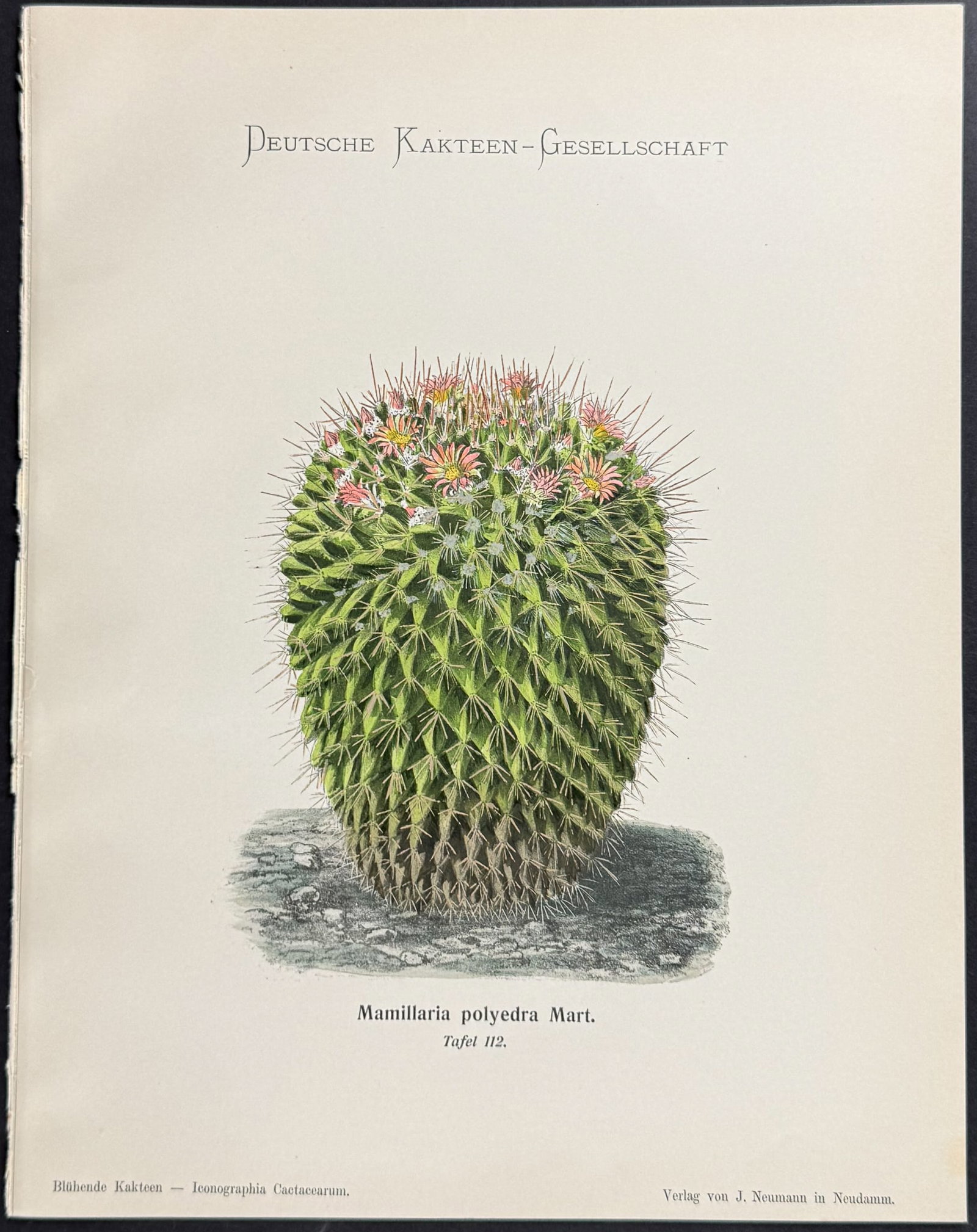 Schumann - 5 Cactus Prints - 4