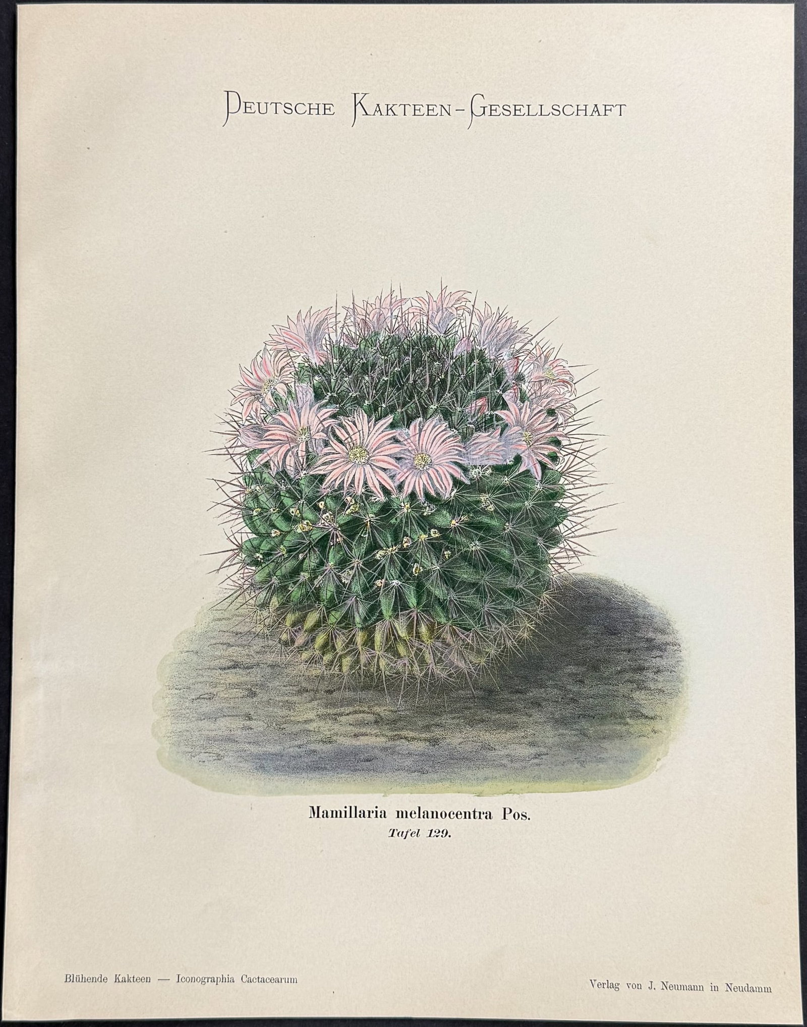 Schumann - 5 Cactus Prints - 5