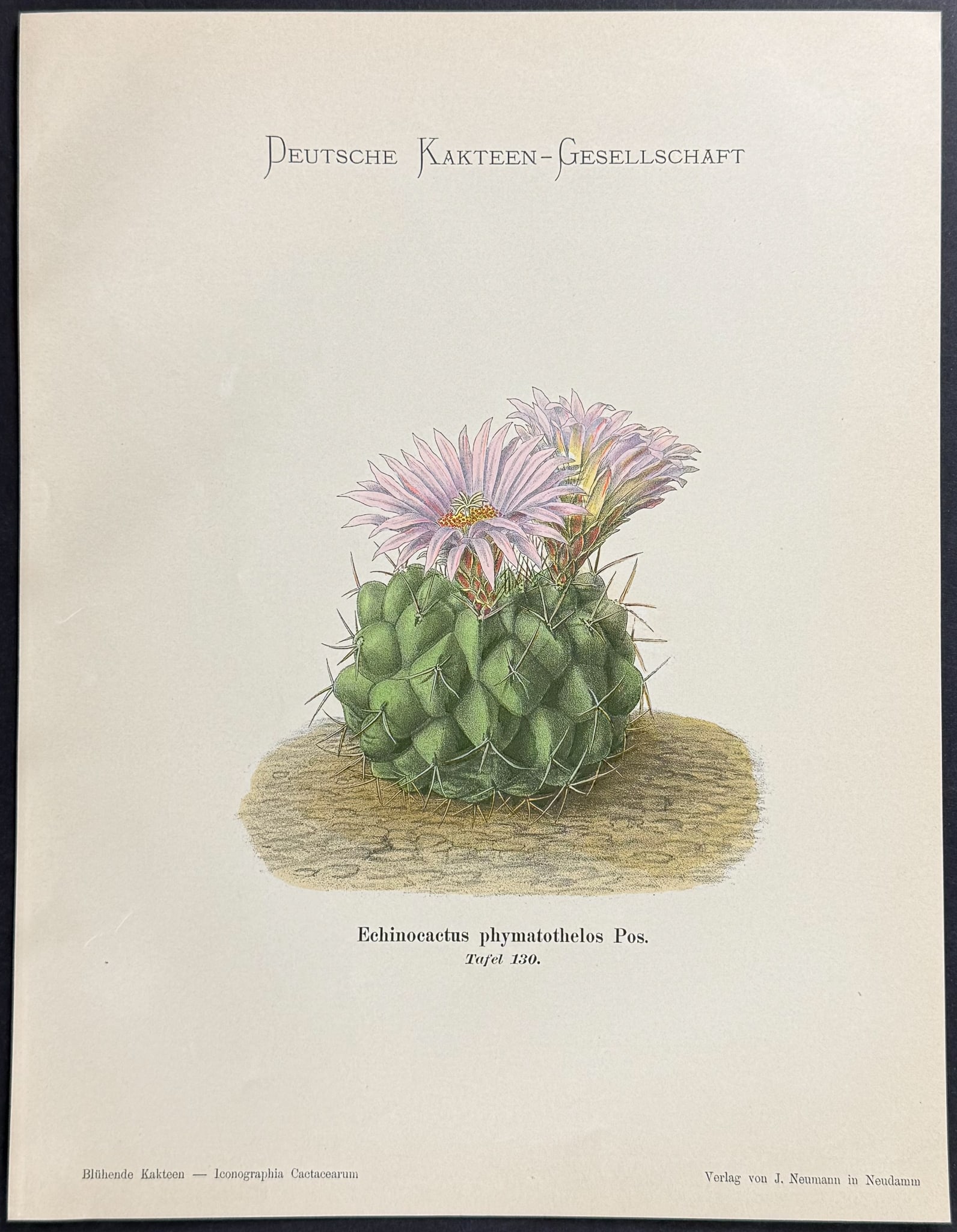 Schumann - 5 Cactus Prints - 6